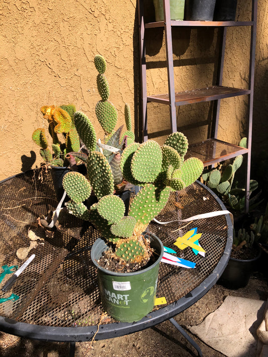 Opuntia microdasys Off White Bunny 11"Tall #110Y