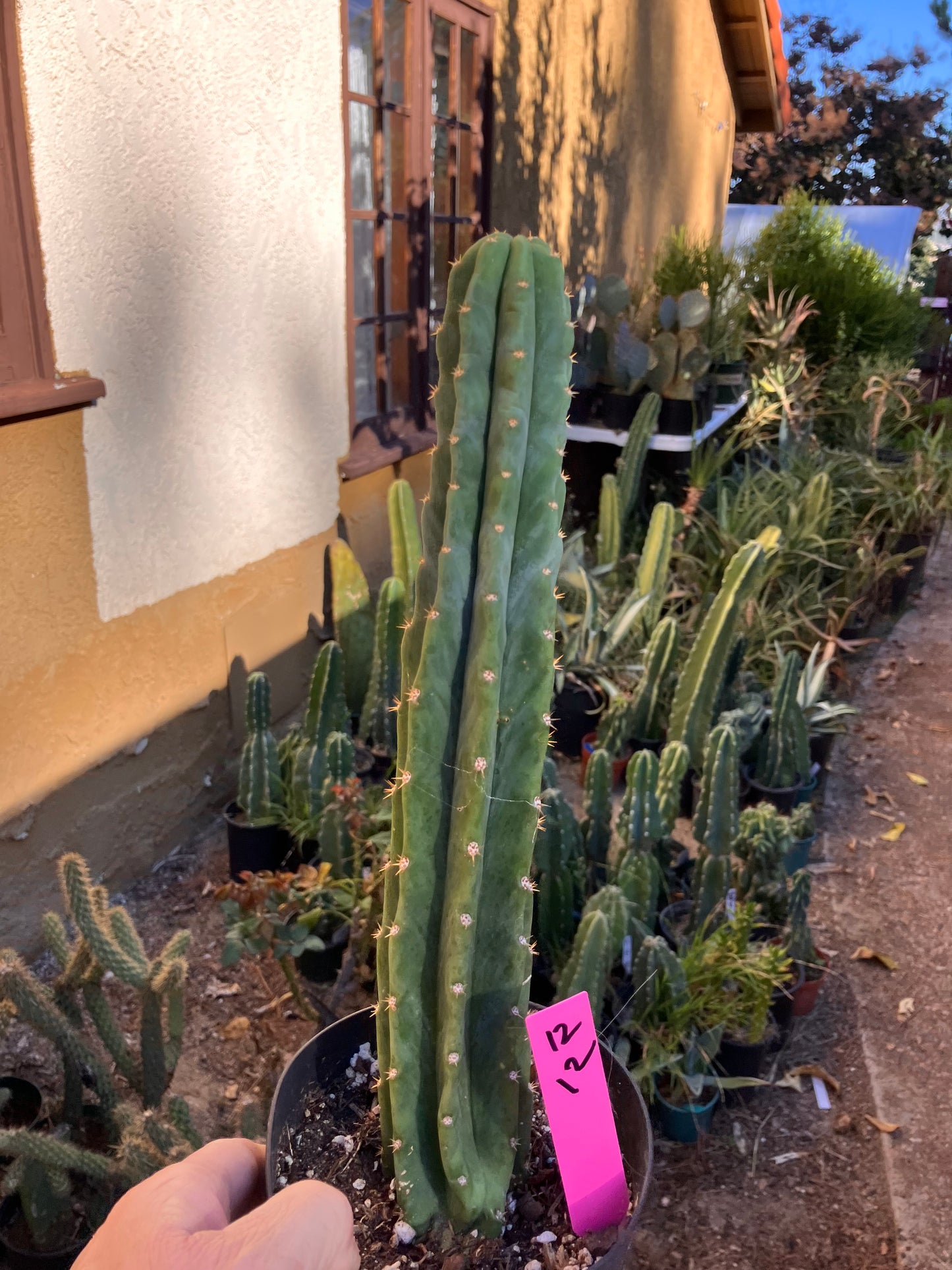San Pedro Cactus - Trichocereus pachanoi 12”Tall #12P