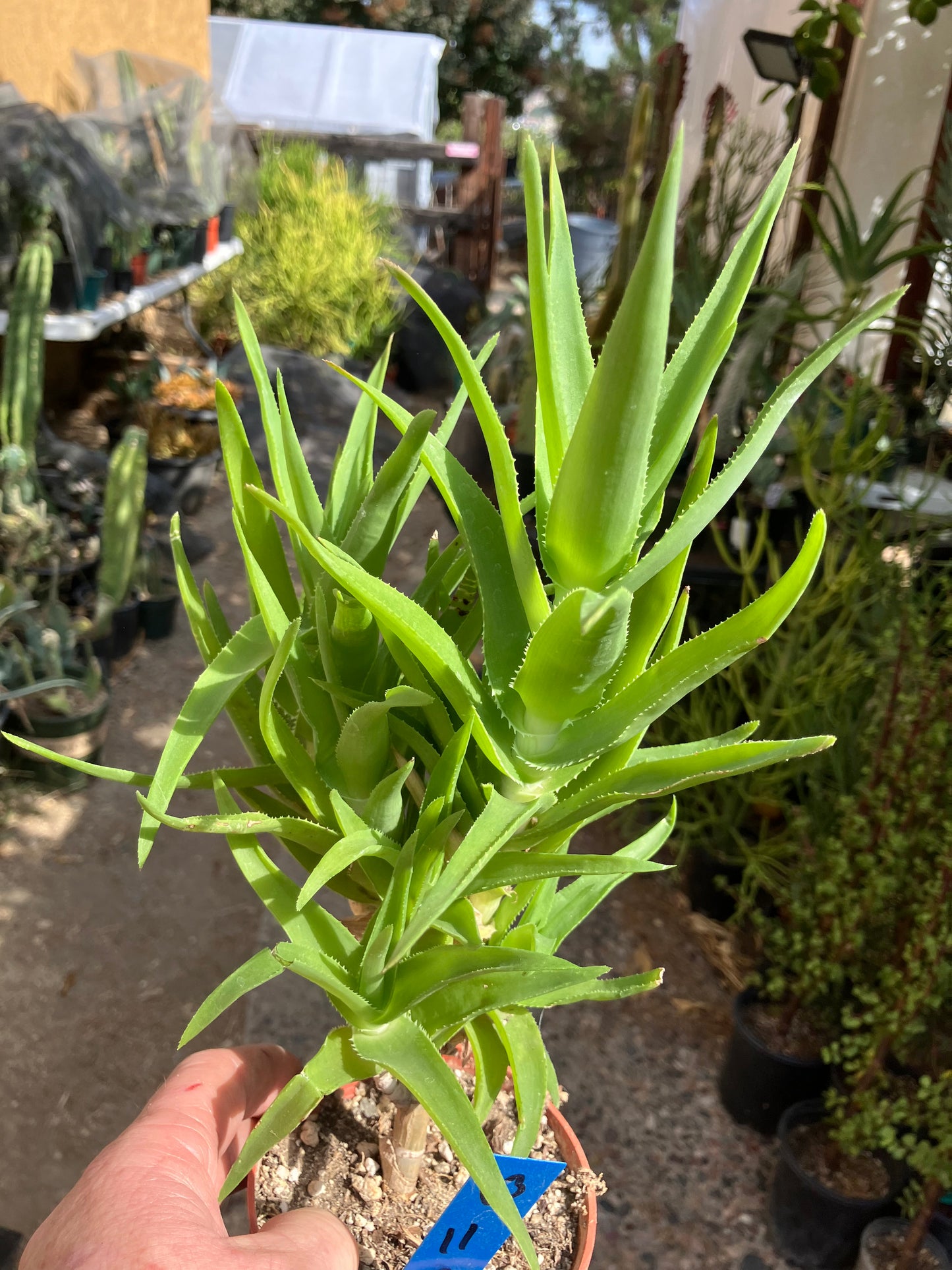 Aloe Ciliaris x Delaeti Hybrid Climbing Succulent 11”Tall 7"Wide #113B