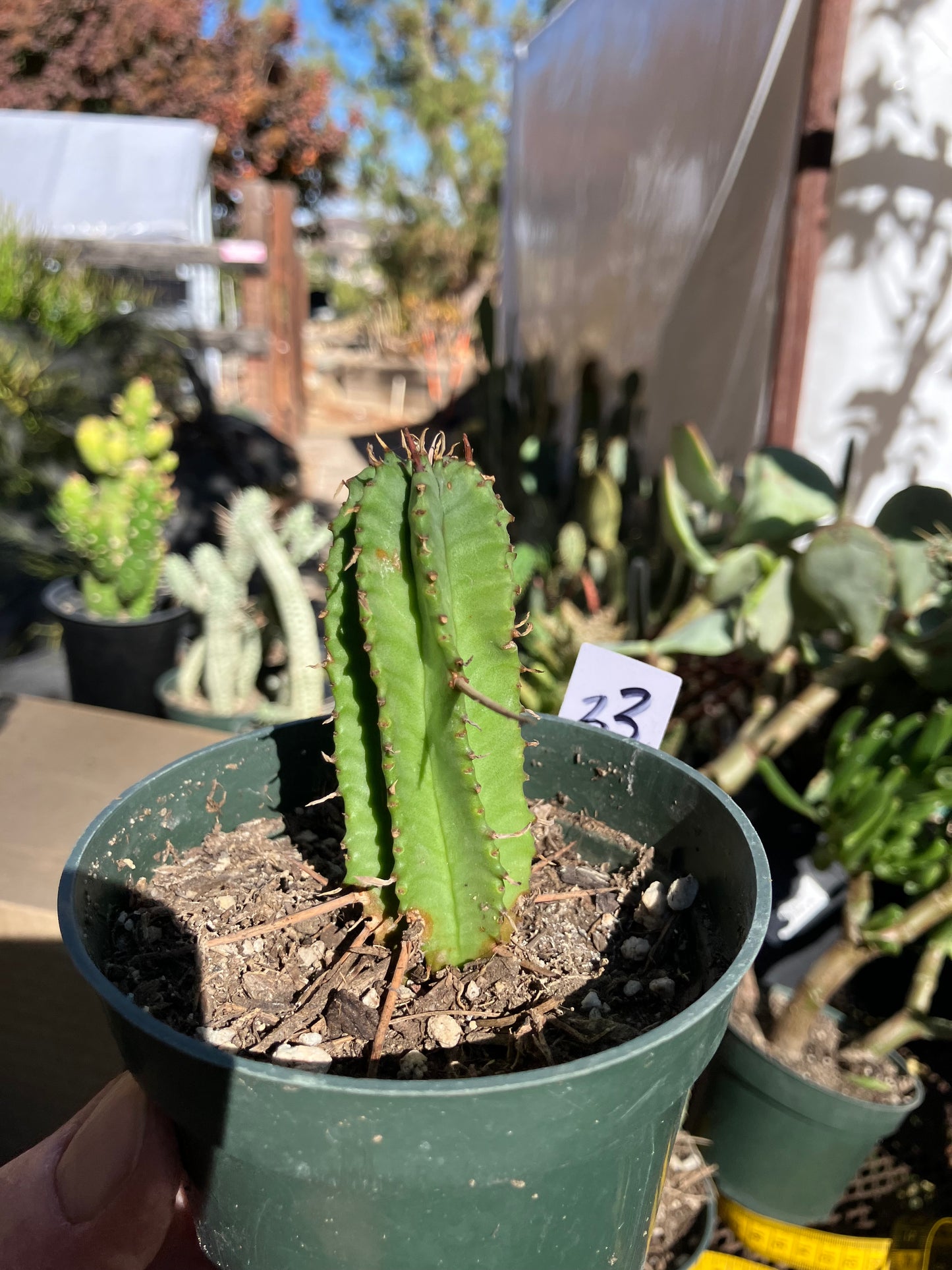 Euphorbia Horrida Noorsveldensis 3" Tall #33W