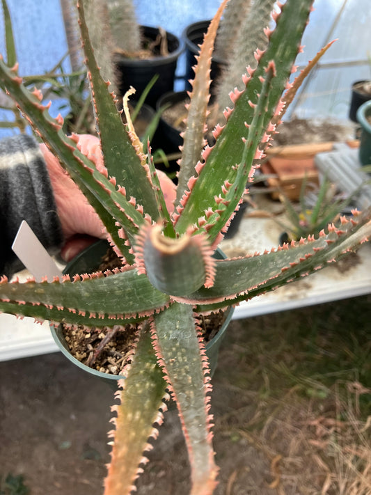 Aloe  Swordfish Succulent 8" Wide #100W