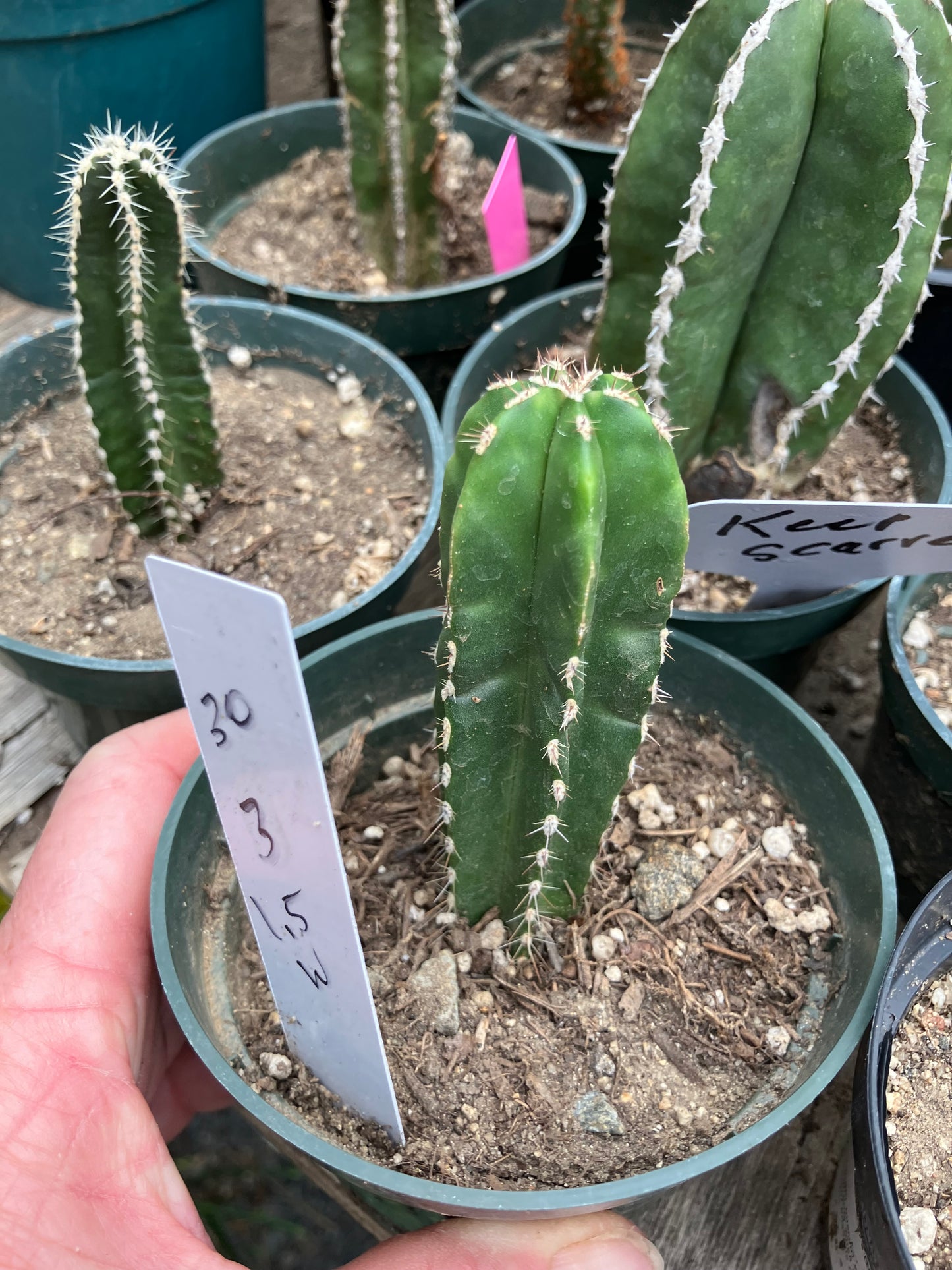 Pachycereus marginatus  Mexican Fence Post Cactus 3"Tall #30W