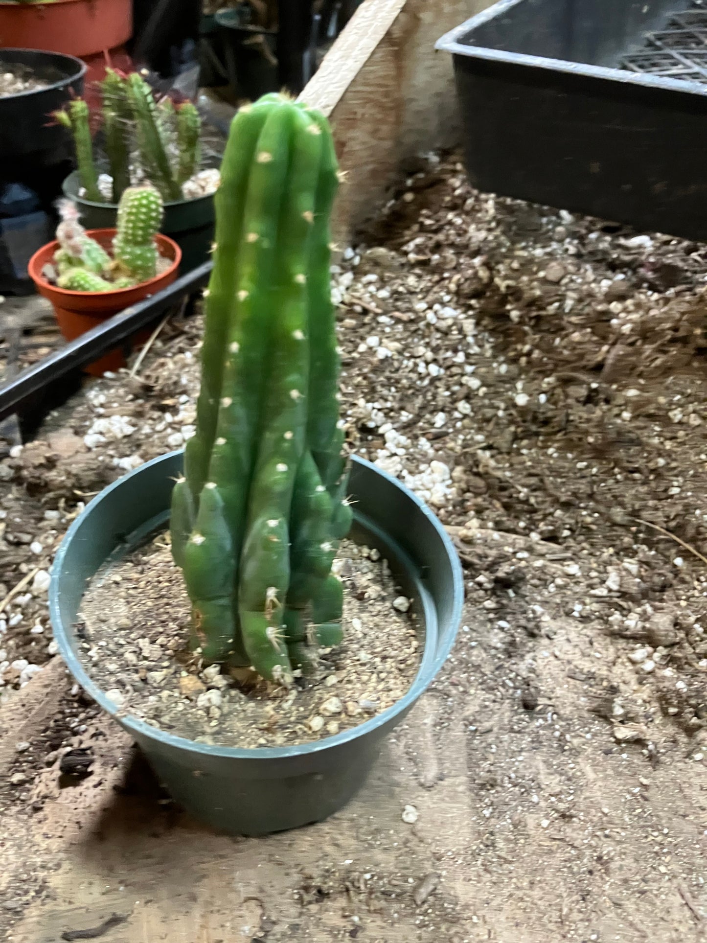 San Pedro Cactus - Trichocereus pachanoi 5"Tall #251P