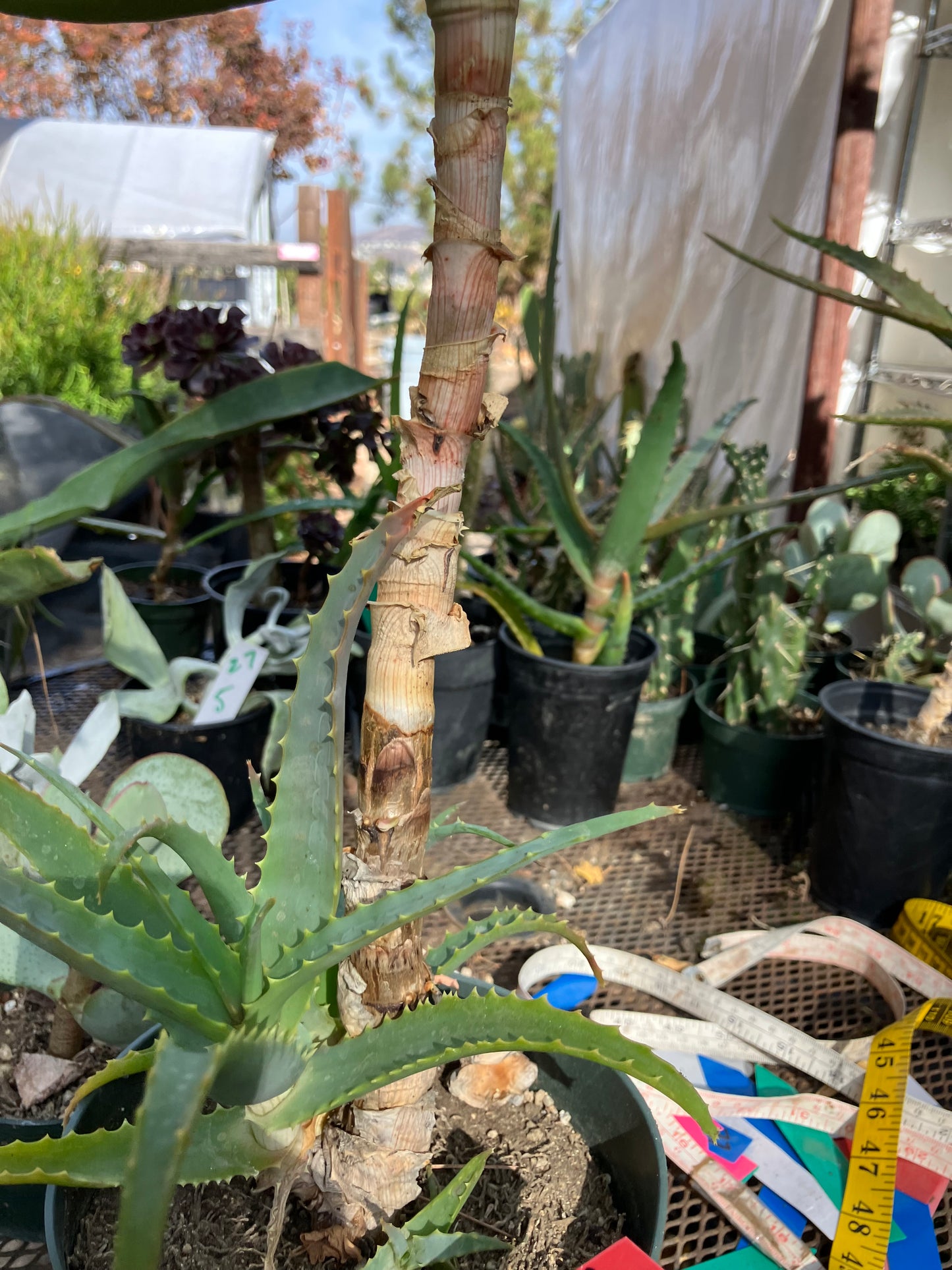 Aloe arborescens Torch Aloe 23"Tall 6Yr Old Succulent Plant #136R