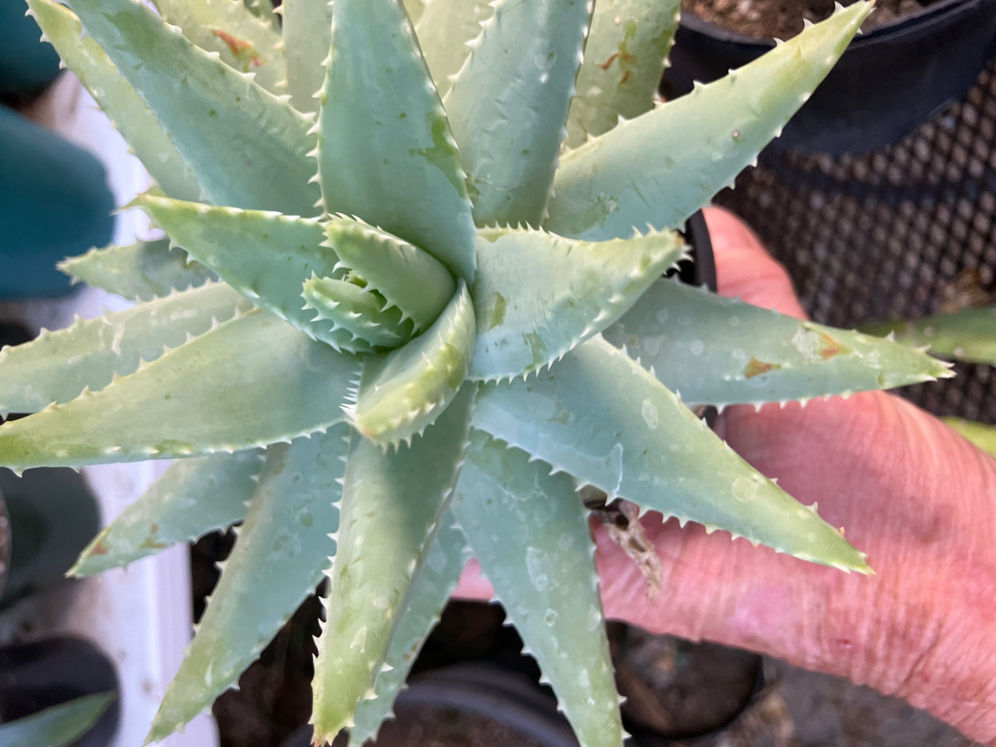 Brevifolia Succulent 5.5" Wide