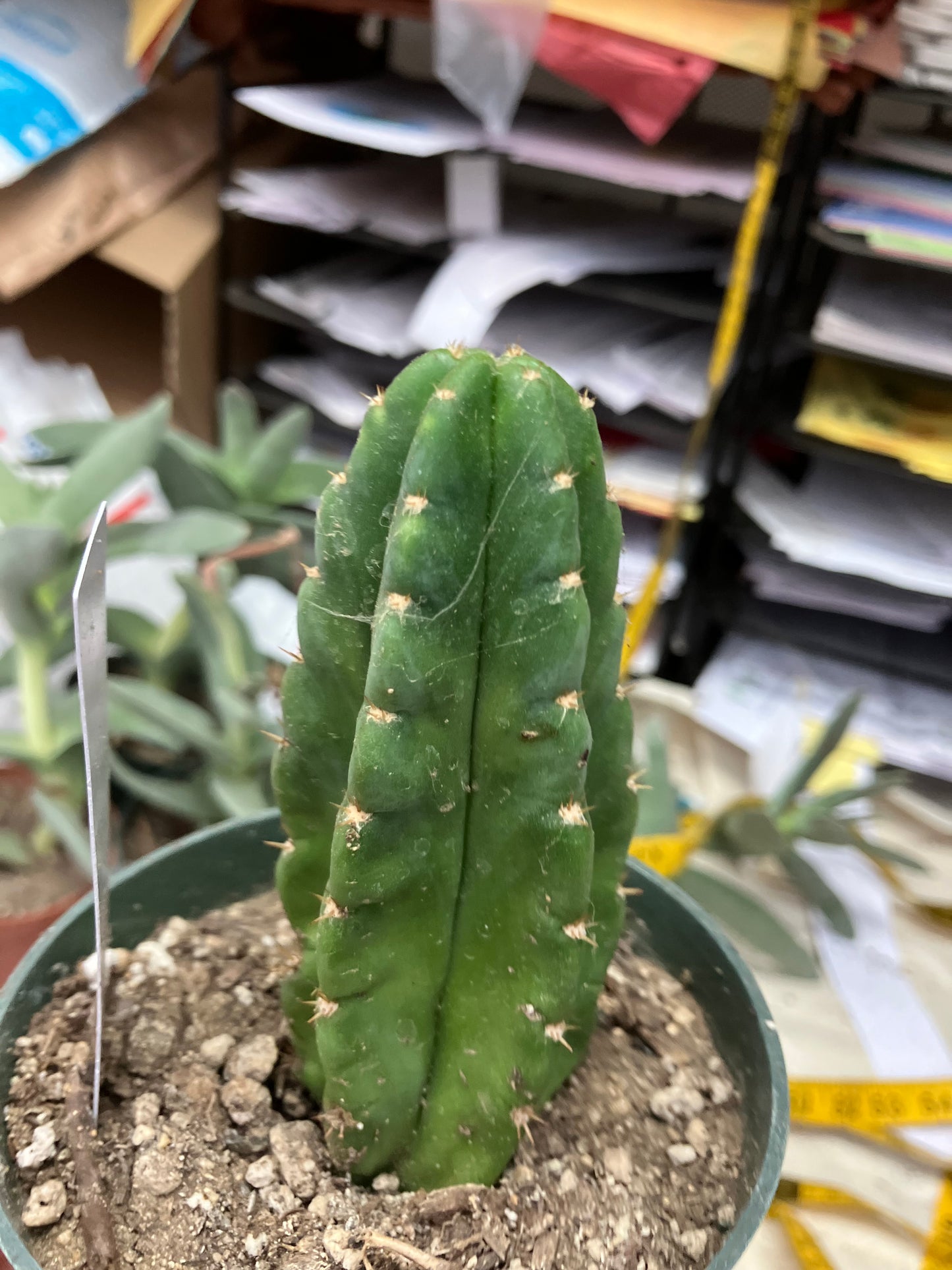 San Pedro Cactus  Trichocereus pachanoi 4"Tall #3W