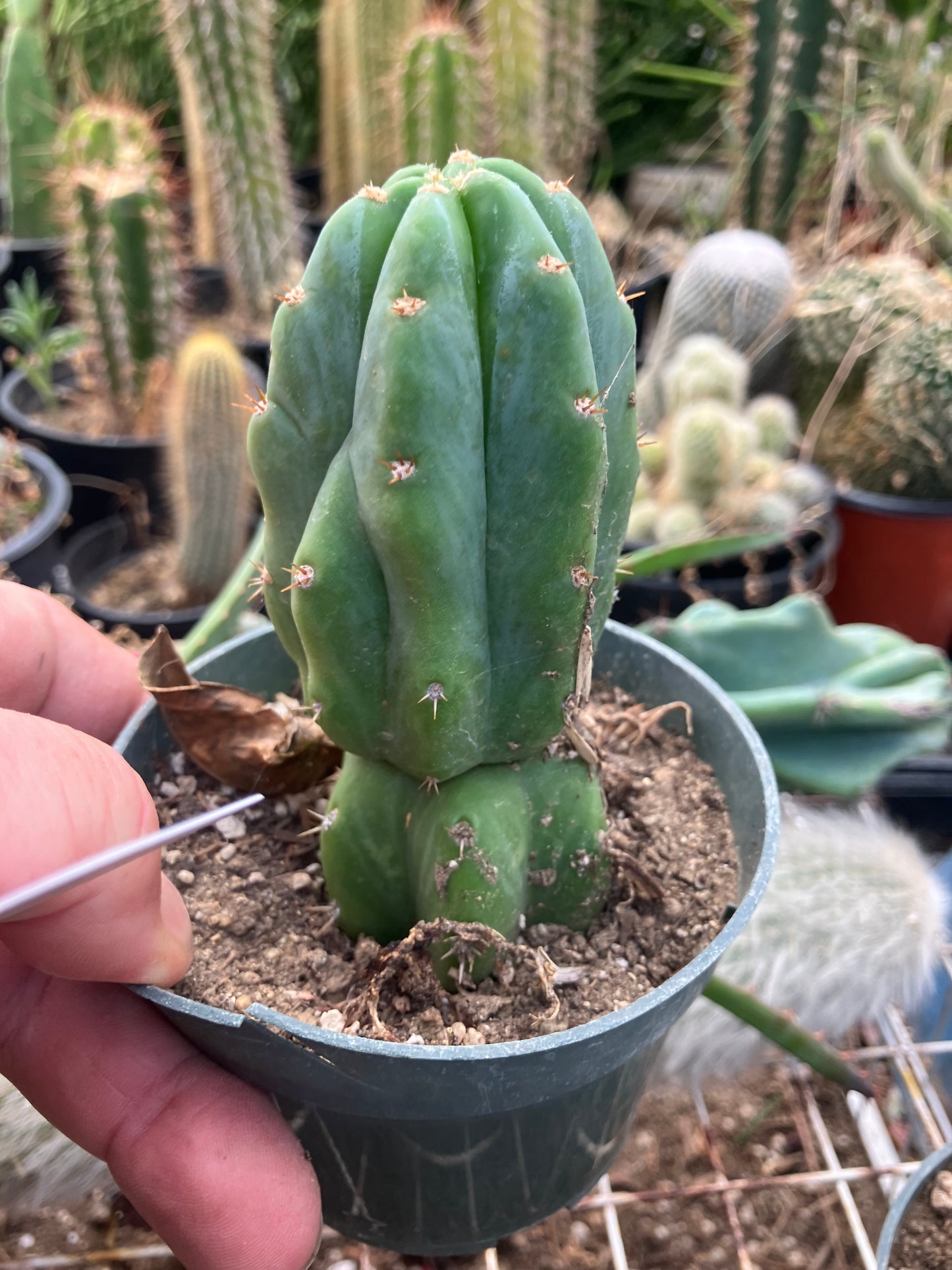 San Pedro Cactus - Trichocereus pachanoi 4" Tall #40W