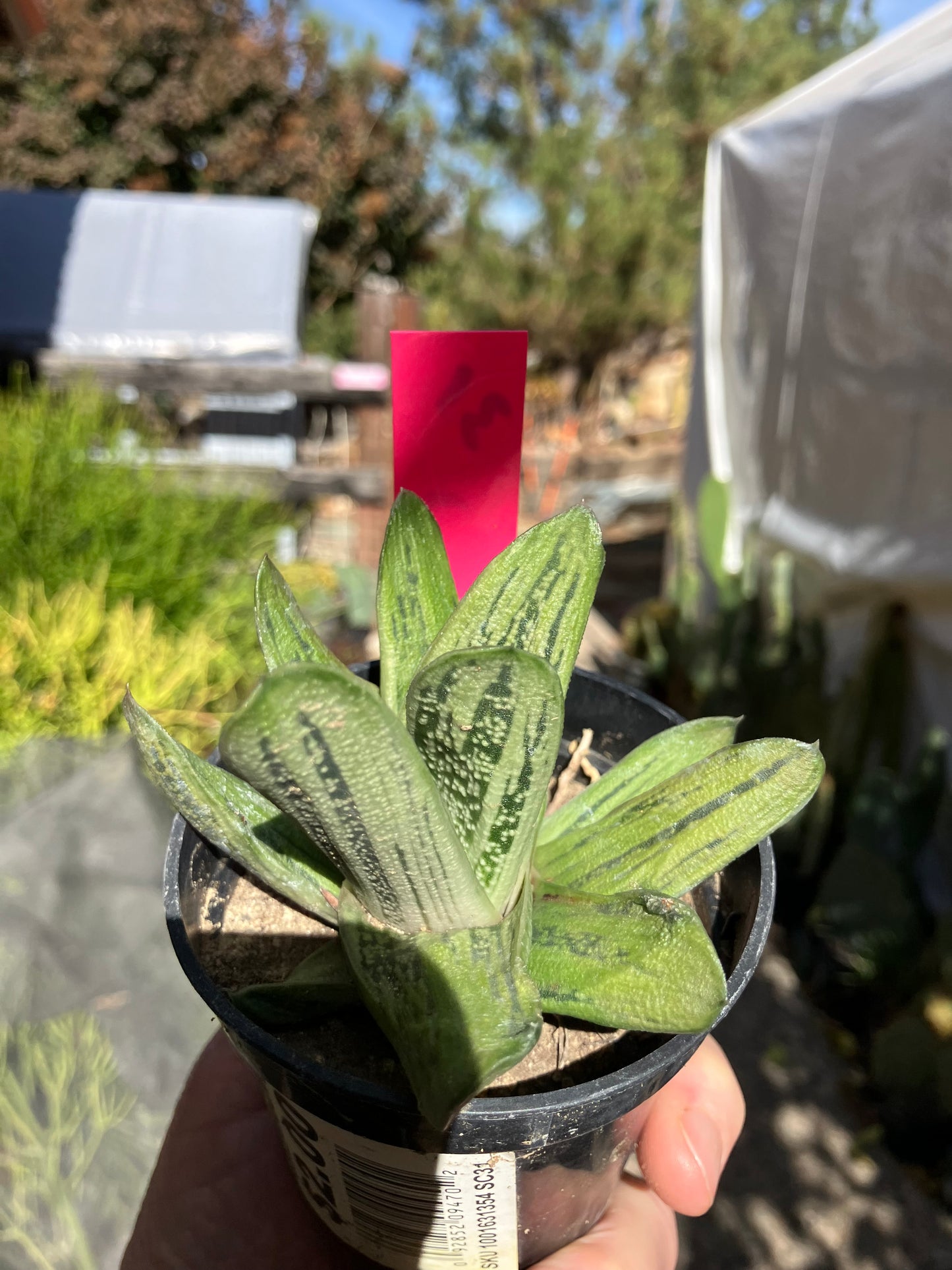 Gasteria Succulent Little Warty 7”Wide #31P