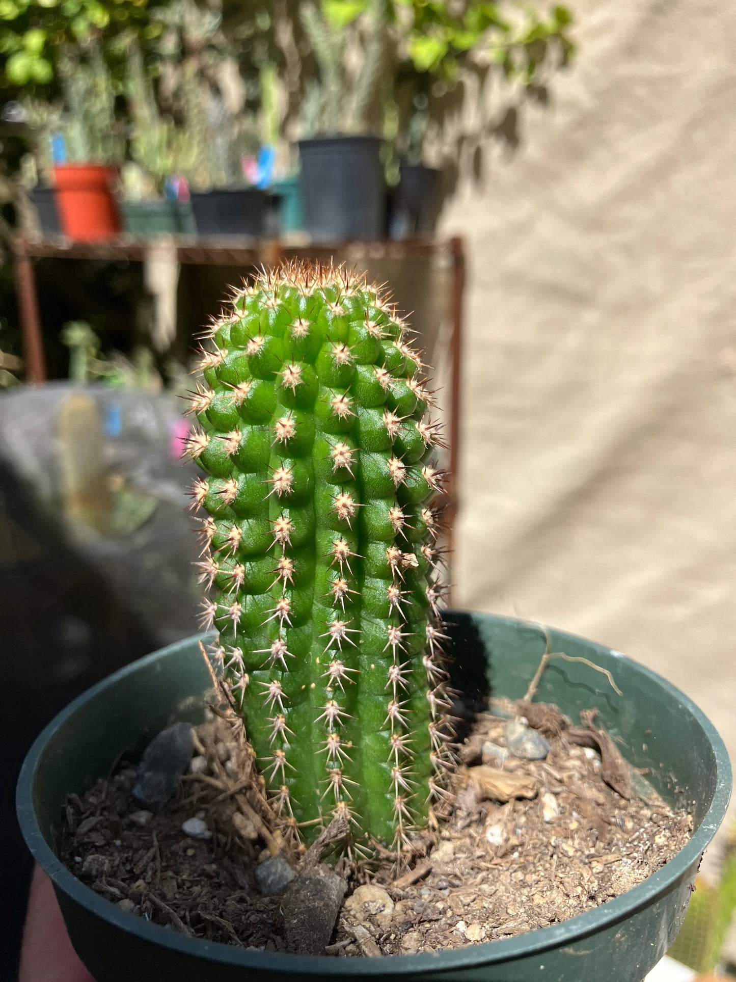 Pachycereus pecten-aboriginum
 Indian Comb Cactus 3.5"Tall #351W