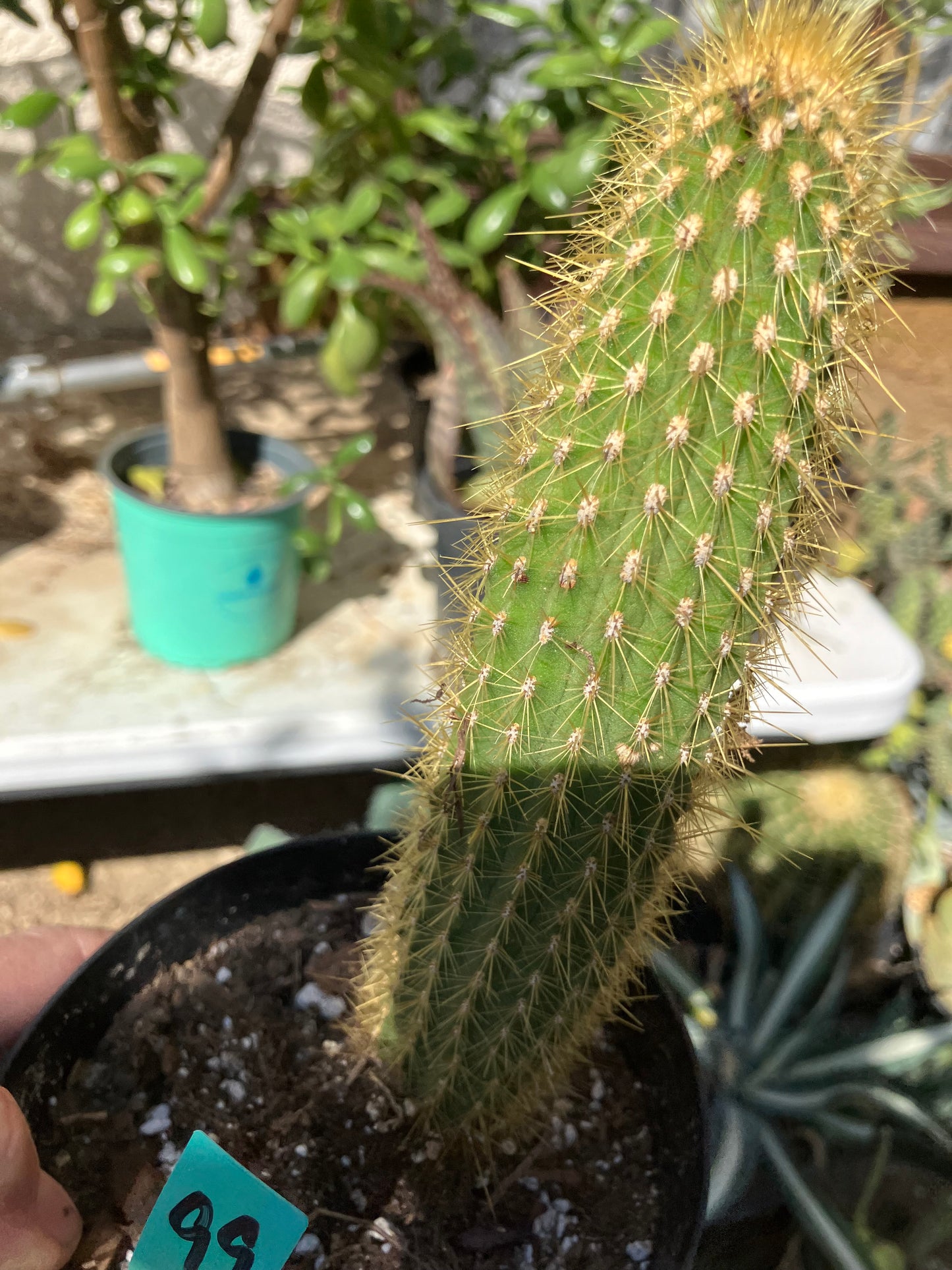 Cleistocactus hyalacanthus Cactus Columnar 9"Tall #99G