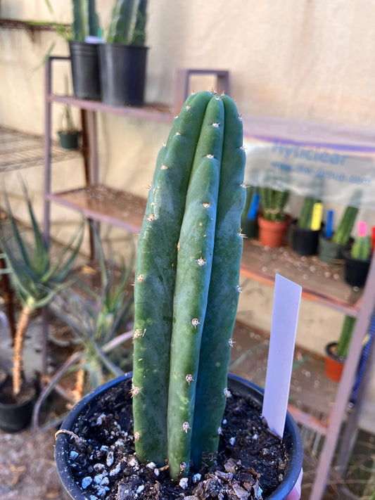 San Pedro Cactus - Trichocereus pachanoi 6"Tall #6W