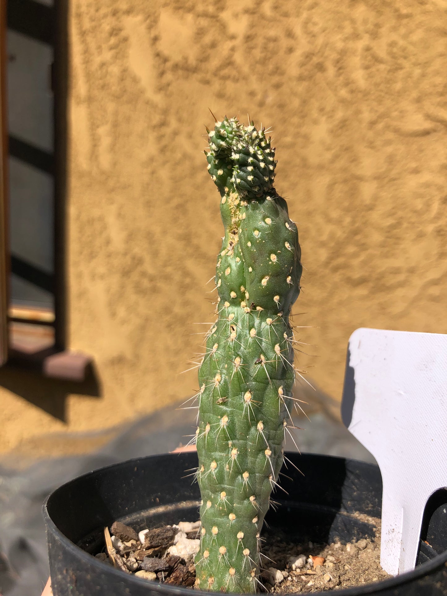 Cylindropuntia fulgida Cholla Boxing Glove Cactus Crest 4"Tall #W