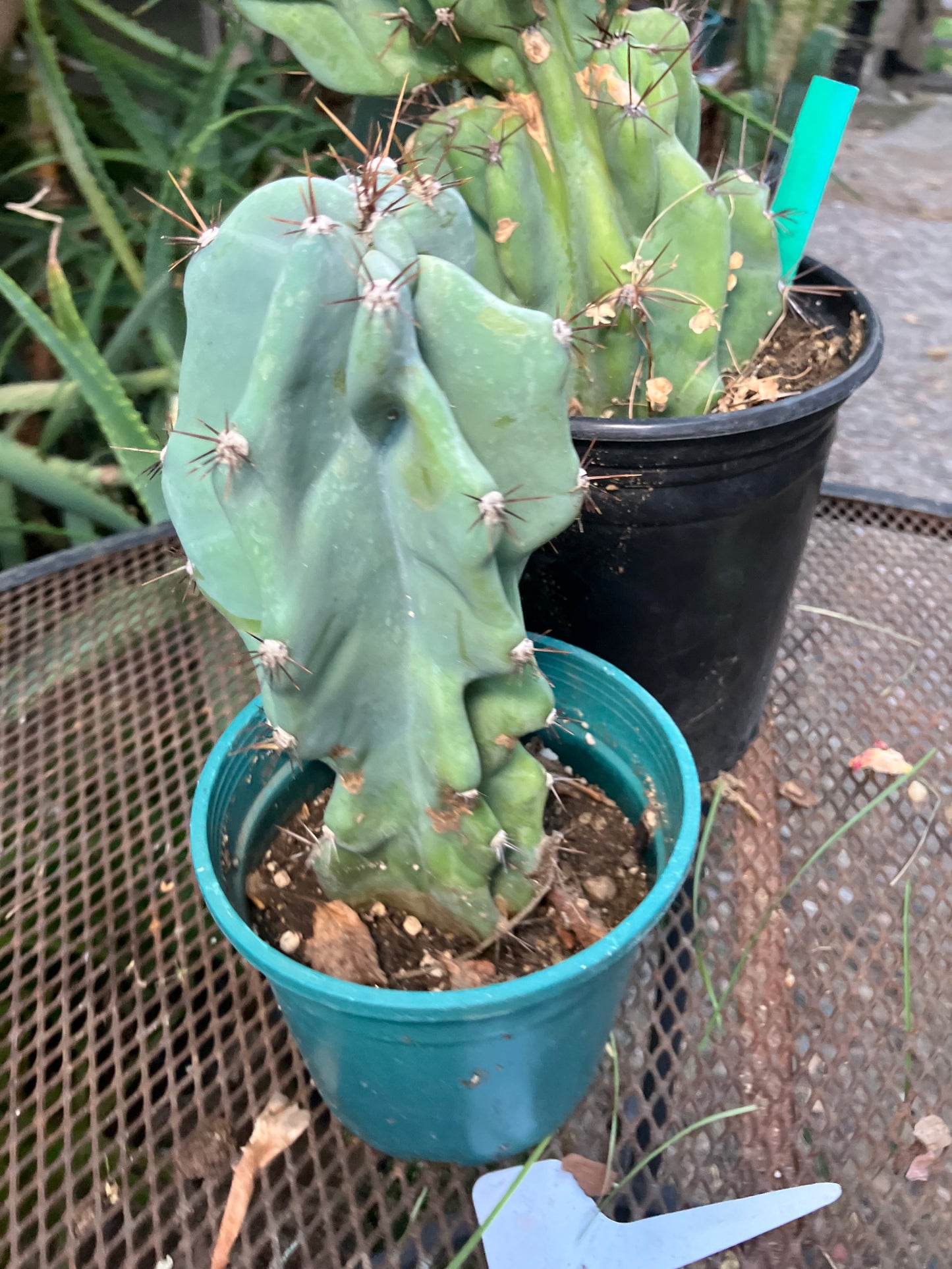 Cereus Peruvianus Monstrose Night Blooming 8”Tall #97Y