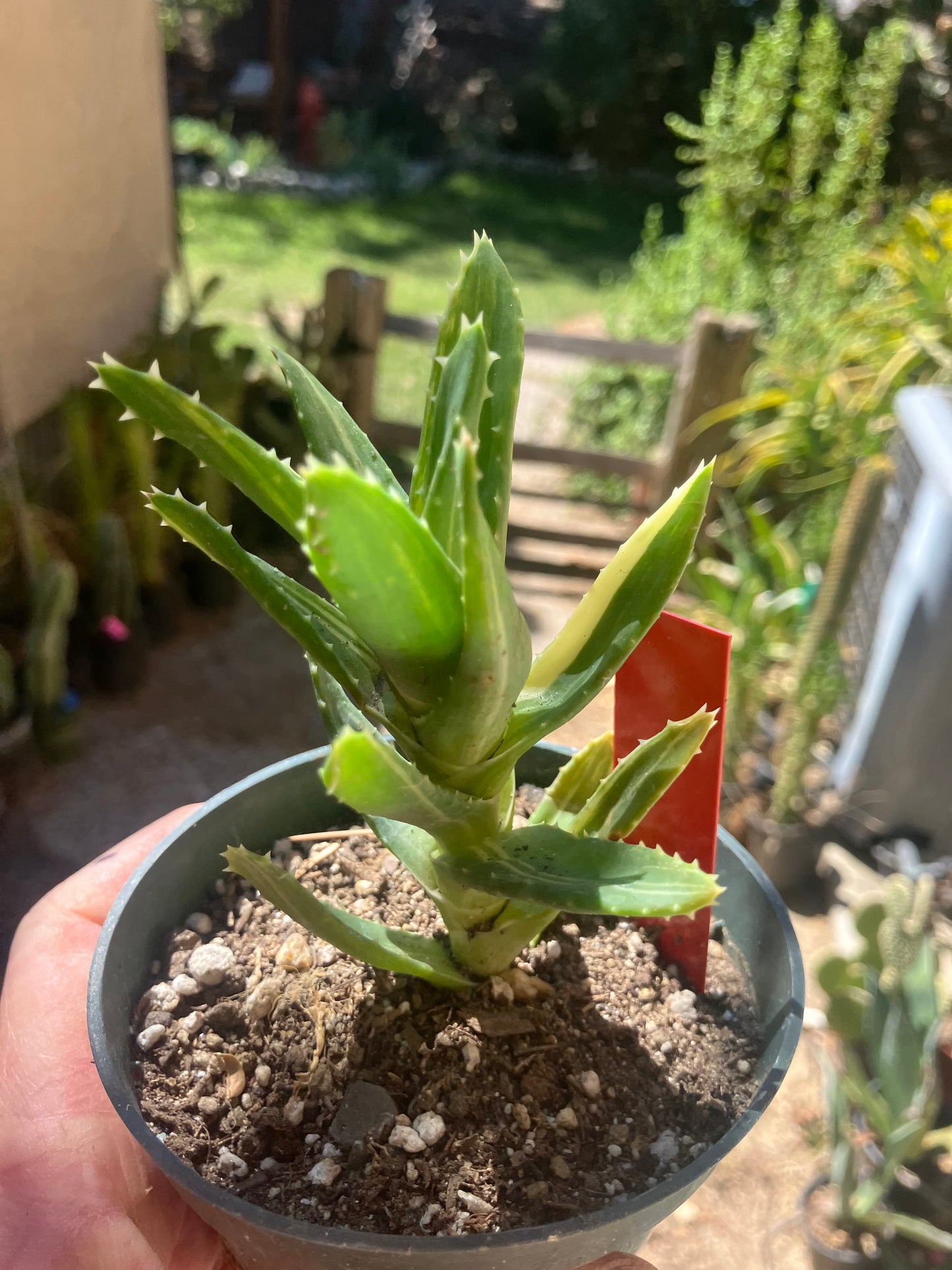 Aloe nobilis Variegated Succulent 3" Tall #R