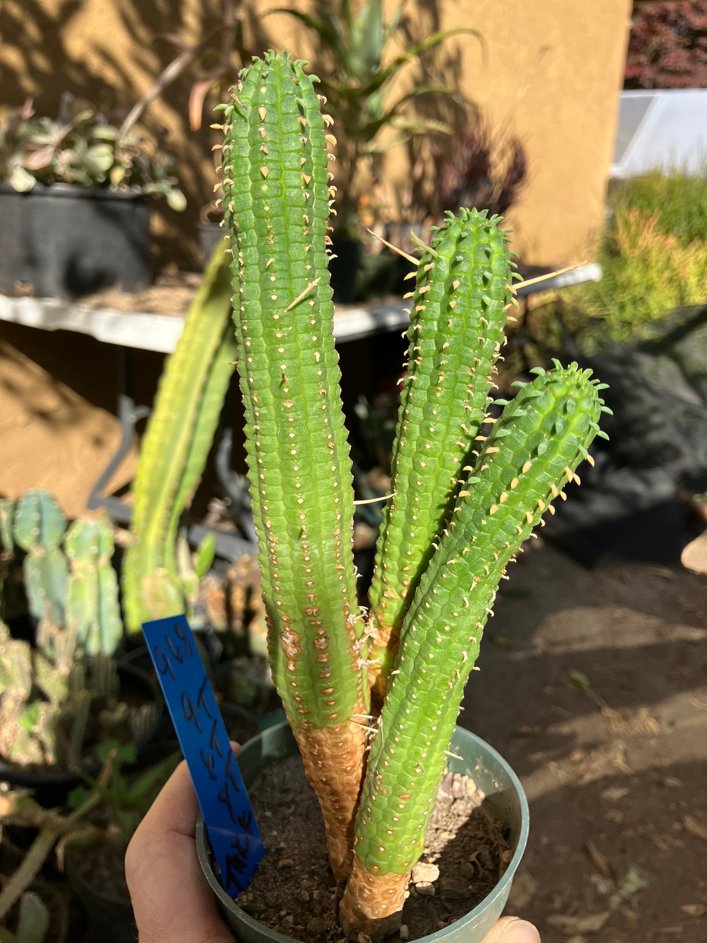 Euphorbia mammillarias Green Corn Cob 9"Tall #968B