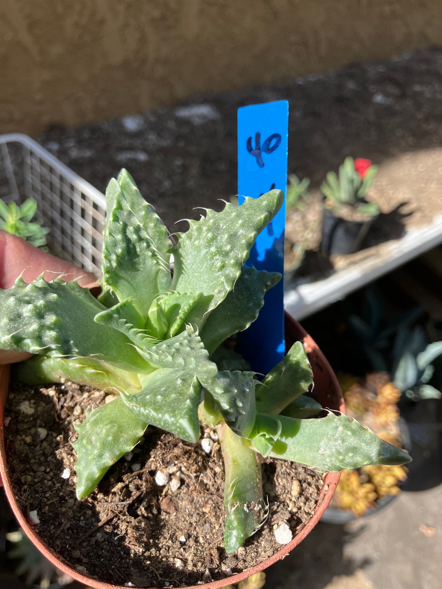 Faucaria tigrina Tiger Jaws 4"Wide #40B