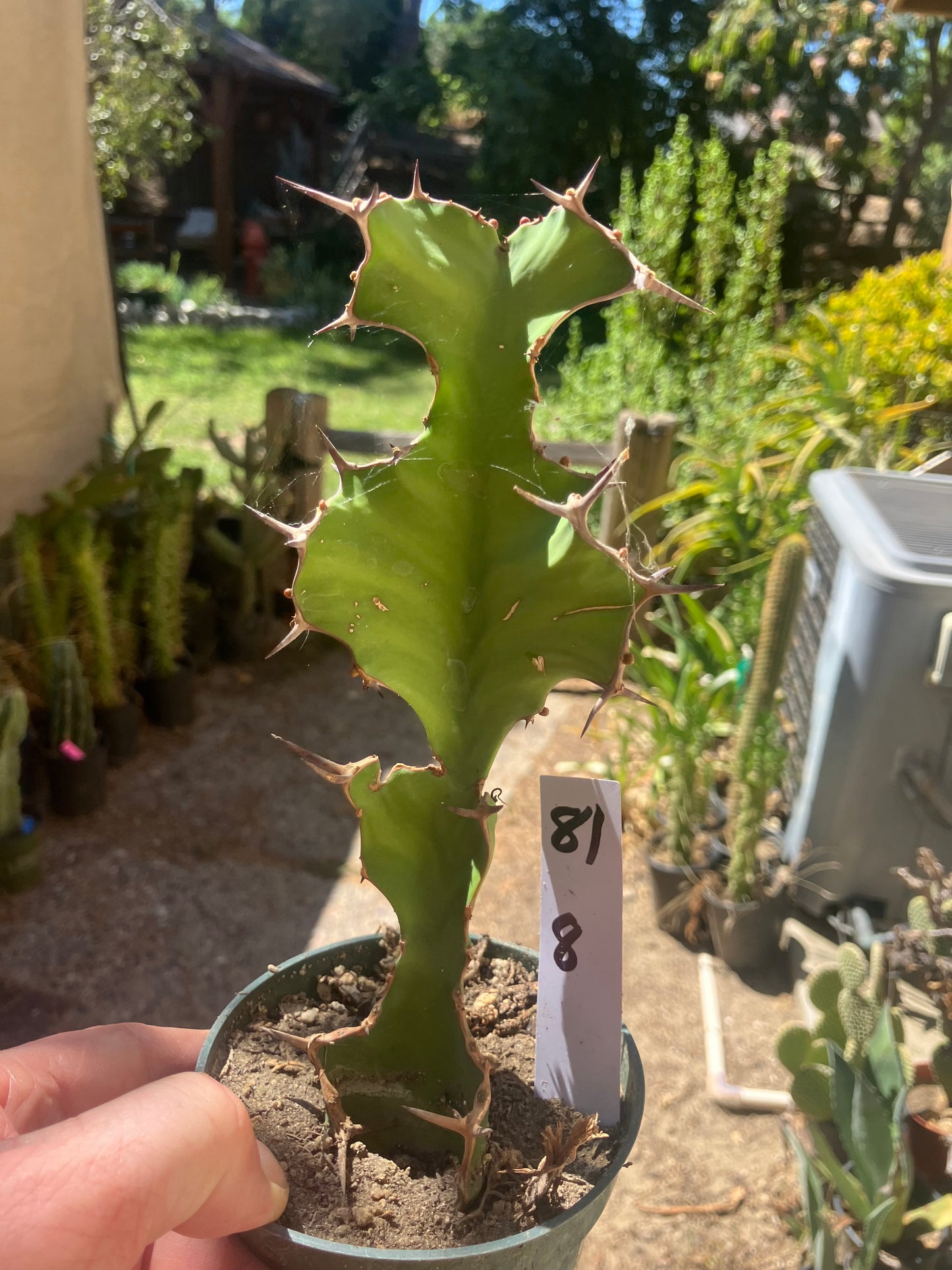 Euphorbia pseudocactus Zig Zag 8”Tall #81W