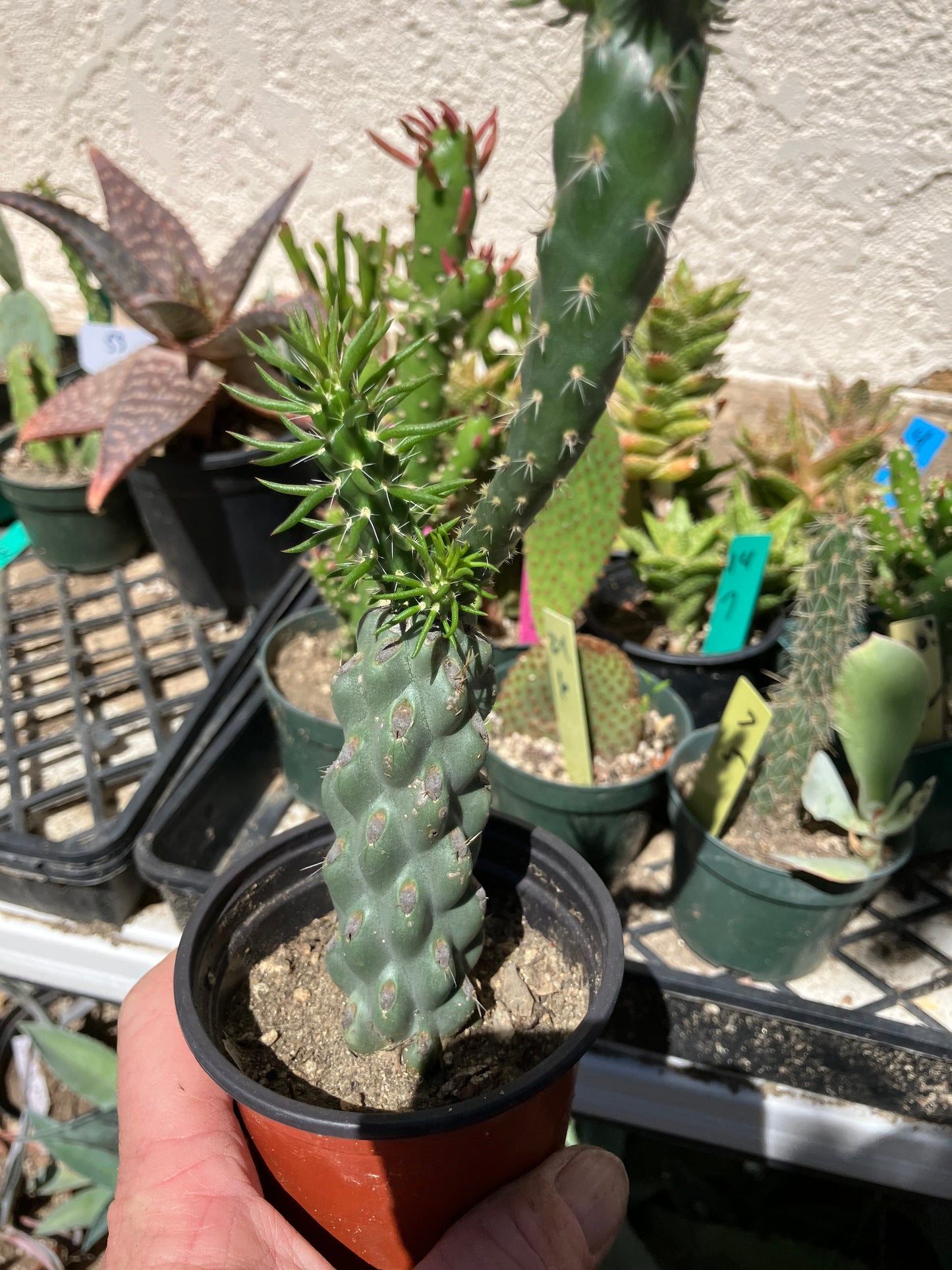 Cholla Cylindropuntia  Buckhorn 7”Tall #77B