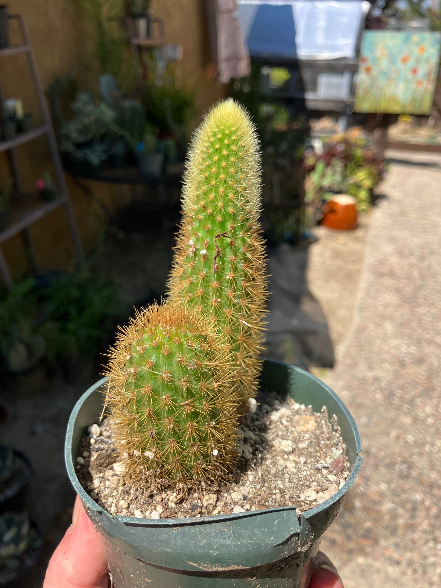 Cleistocactus winteri Golden Rat Tail Cactus 3.5”Tall #4P