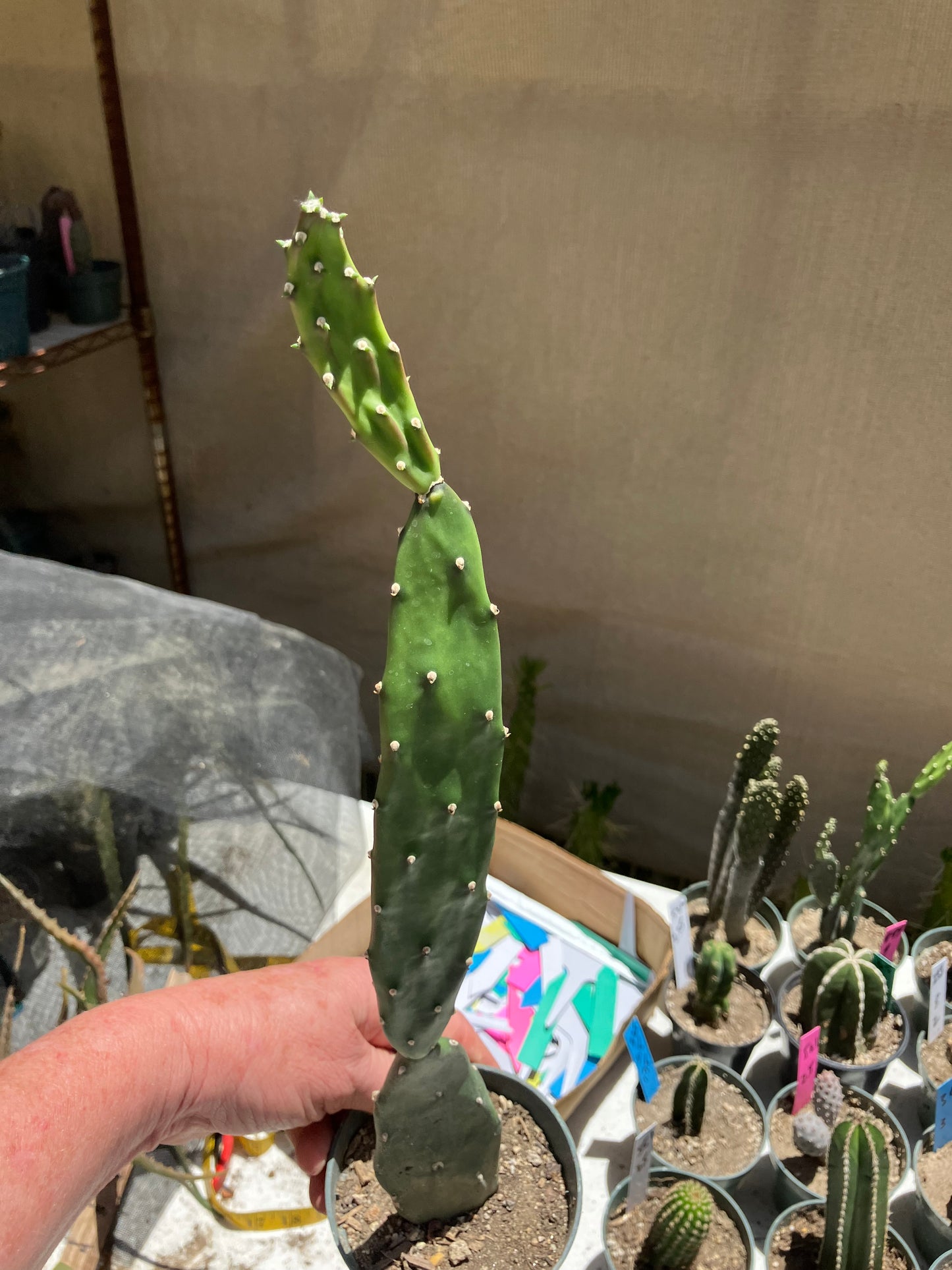 Opuntia canterae elata Cactus 15"Tall #151G*