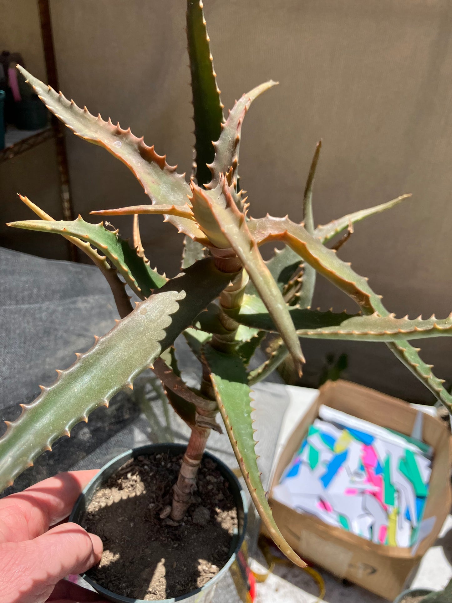 Aloe congolensis Congo Aloe Hybrid Succulent  9" Wide #97Y