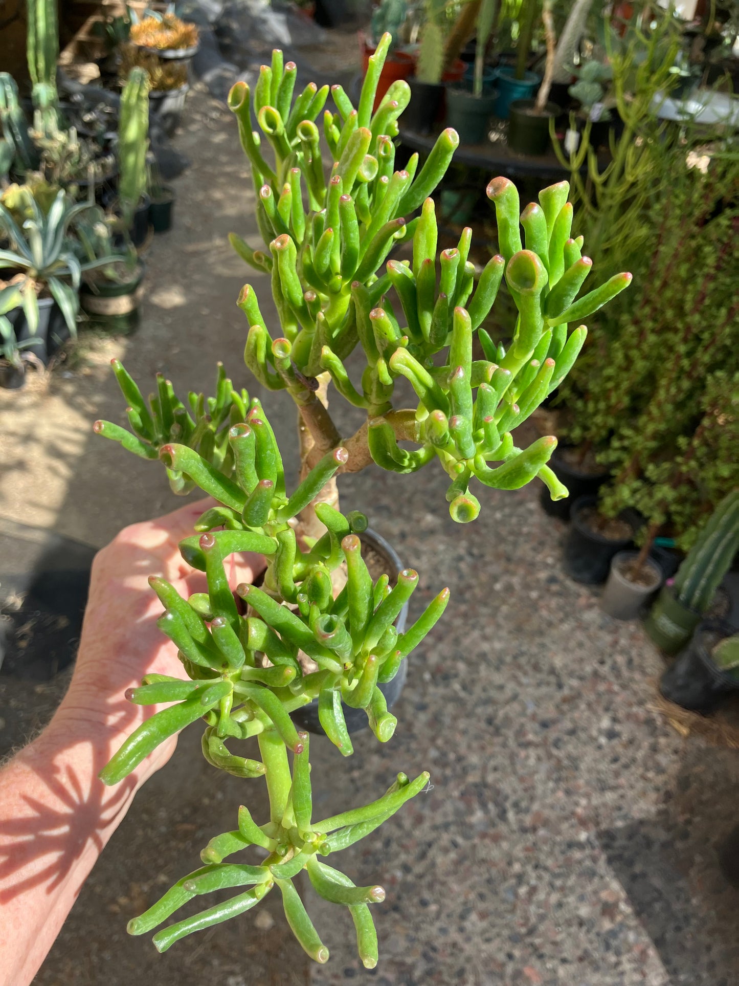 Crassula Gollum Jade Succulent Bonsai Style Living Plant 10”Tall #112R