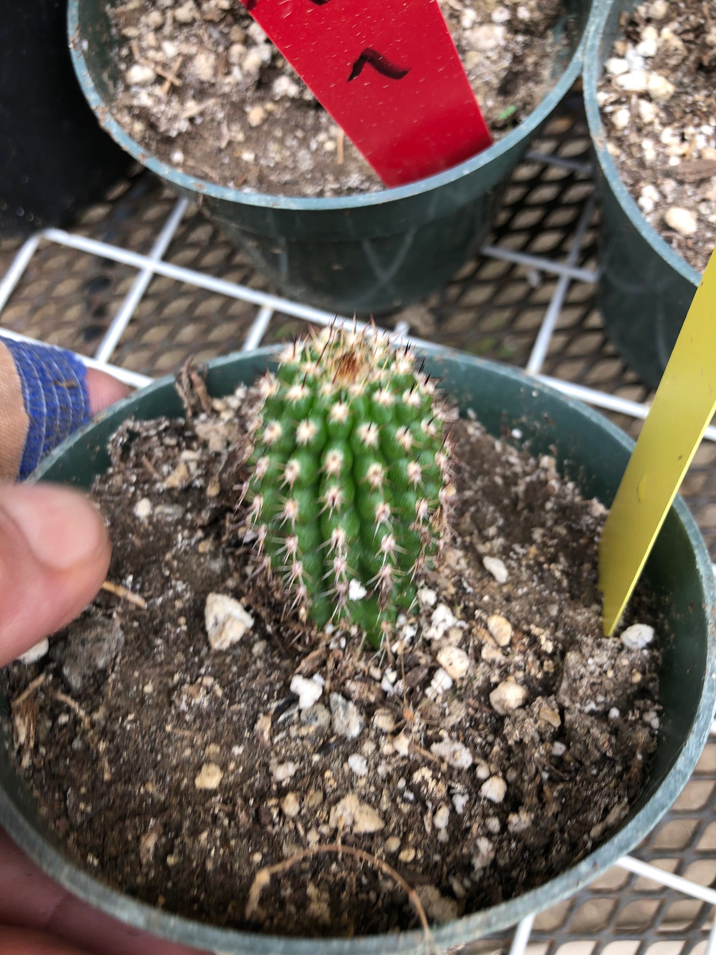 Trichocereus brevispinulosus Indian Comb Cactus 2"Tall #2Y