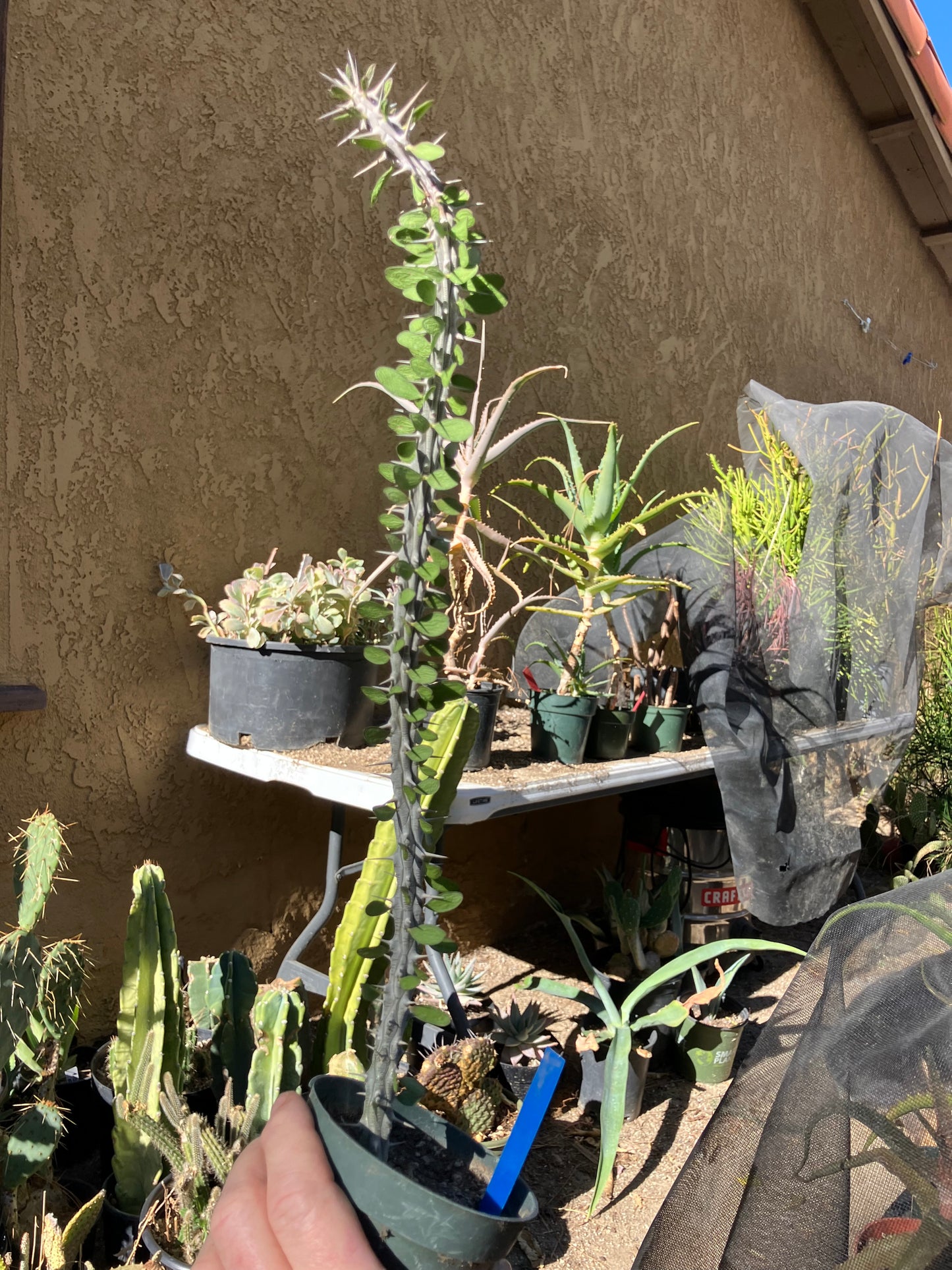 False Ocotillo Alluaudia Procera 21”Tall #21P