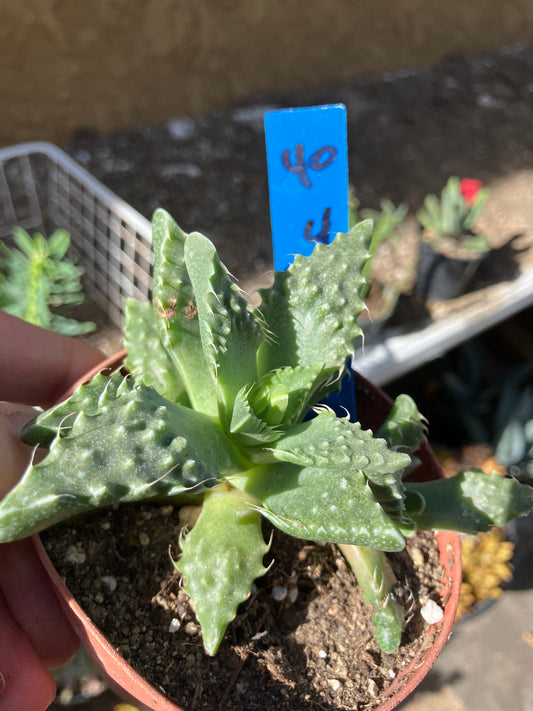 Faucaria tigrina Tiger Jaws 4"Wide #40B