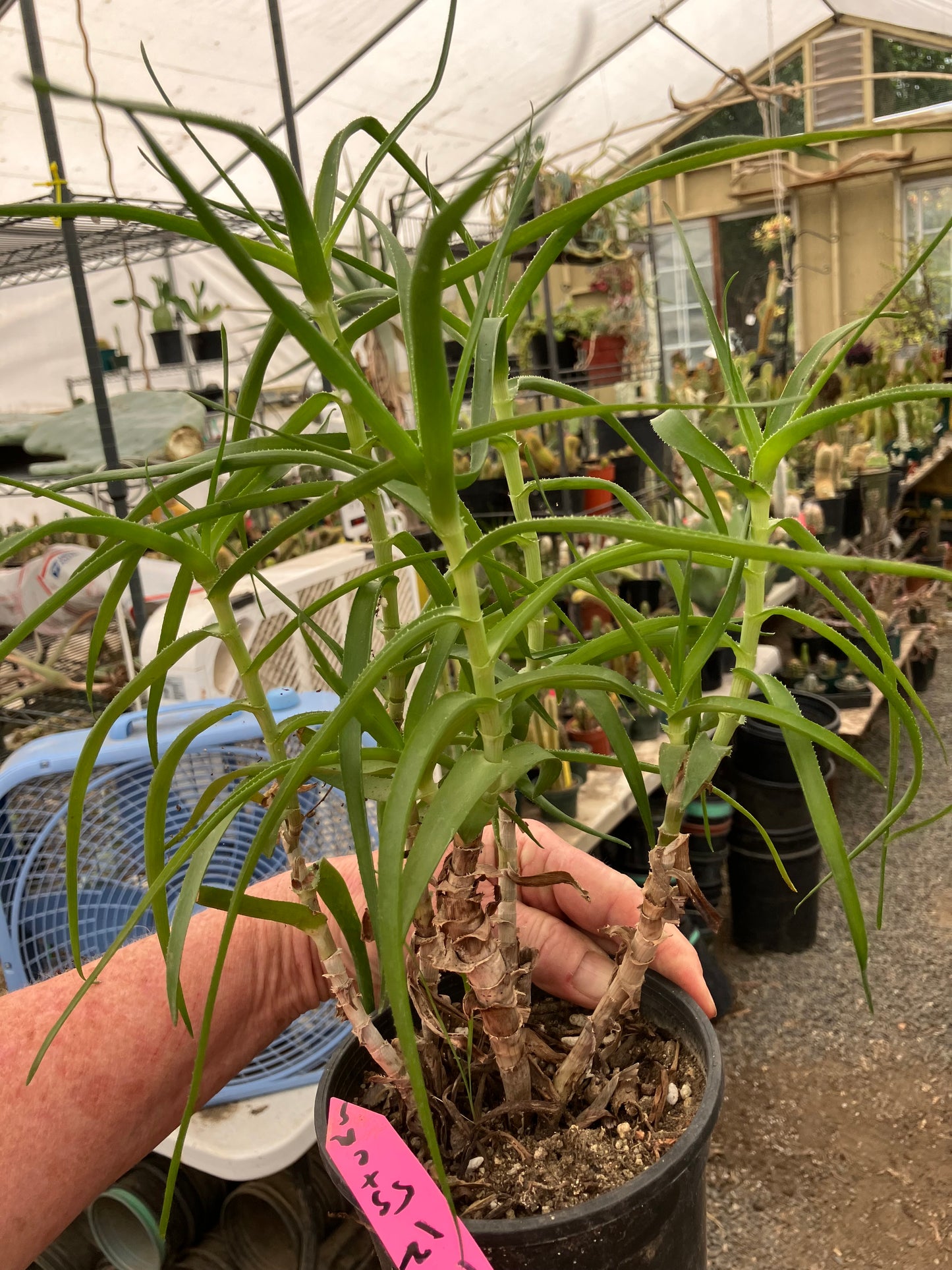 Aloe Ciliaris Climbing Succulent 12”Tall 5"Wide #12P