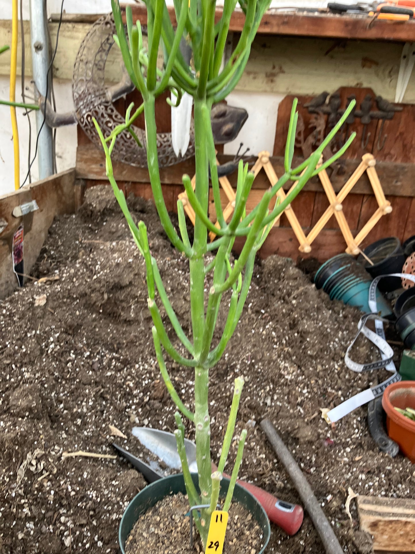 Euphorbia tirucalli Pencil Cactus 29"Tall 9"Wide #11Y