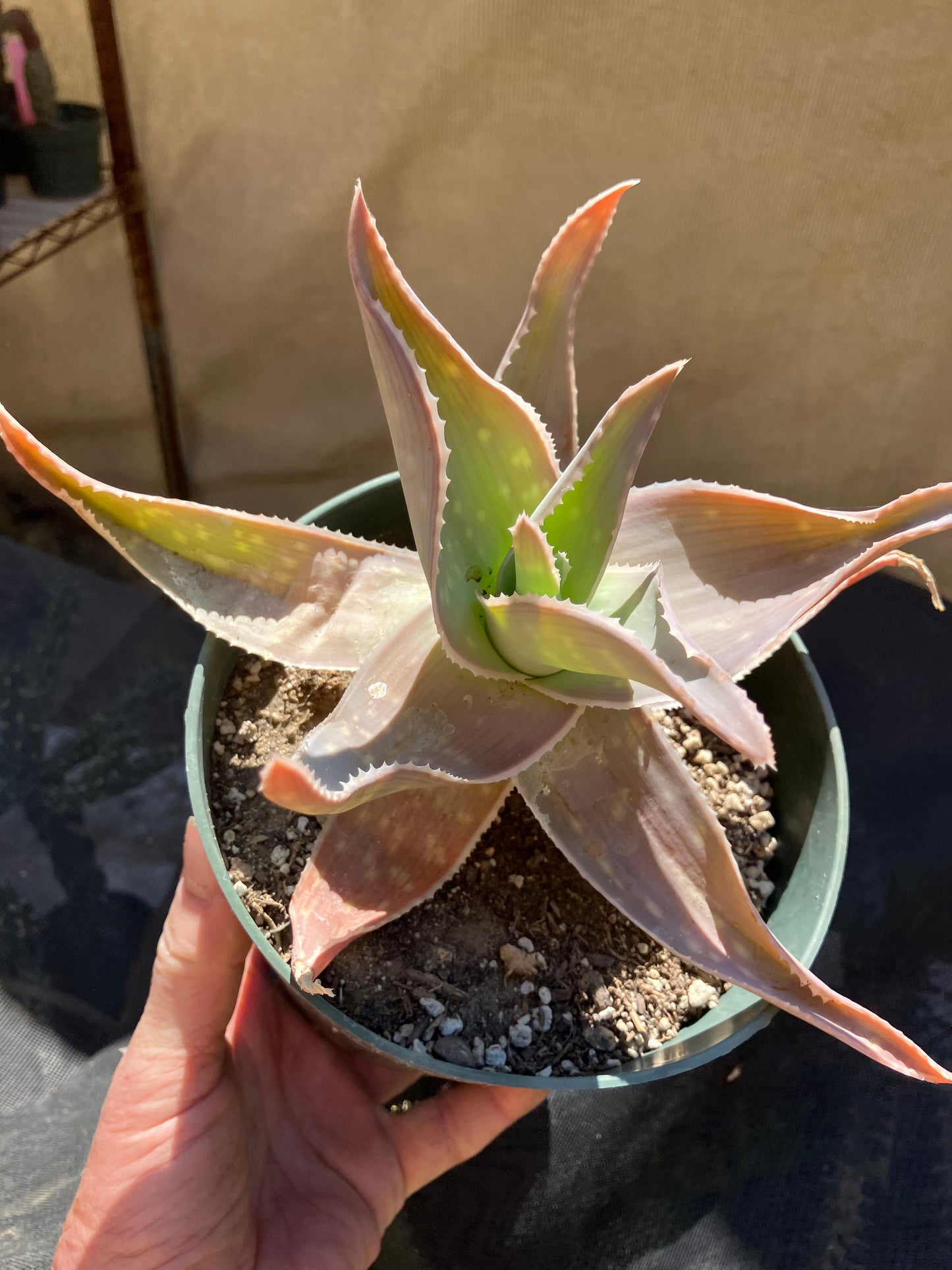 Aloe Striata Coral Aloe  7" Wide #78P