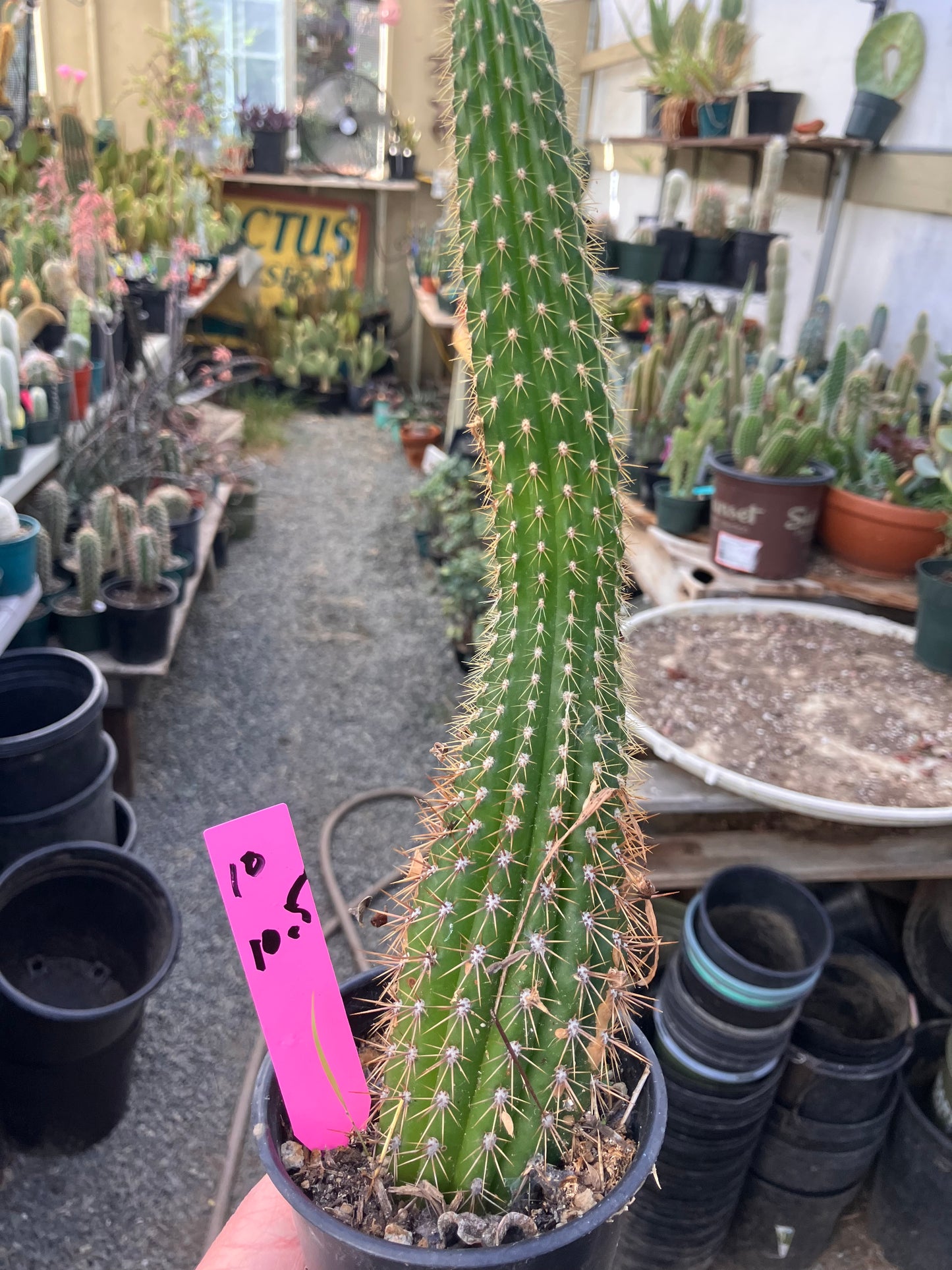Golden Torch Cactus - Trichocereus spachianus 10.5”Tall #10P