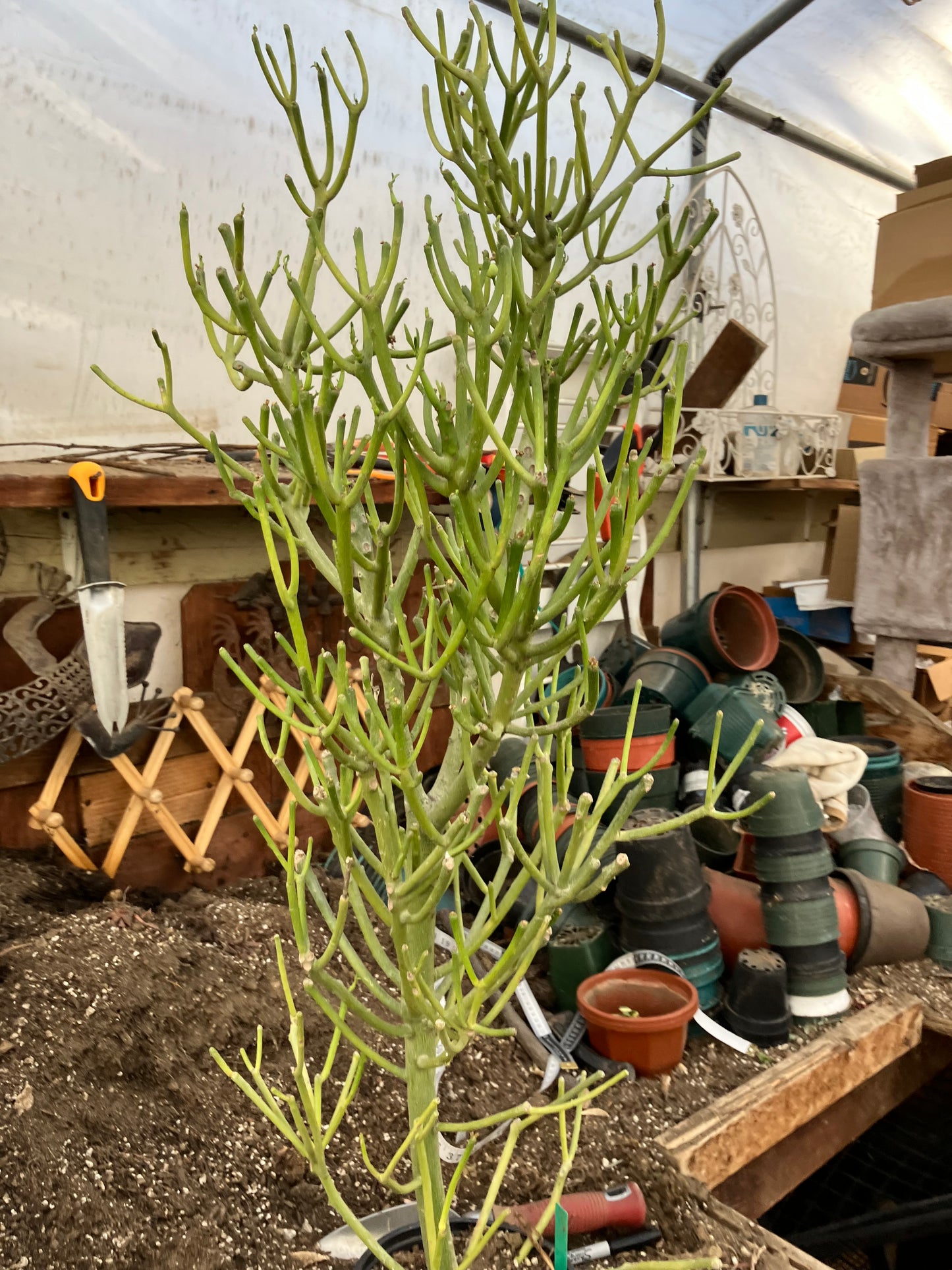 Euphorbia tirucalli Fire Stick 37"Tall 12"Wide #32G