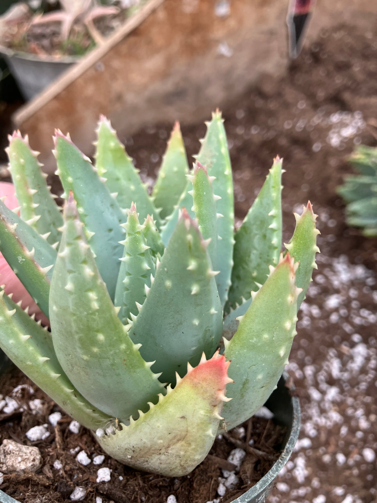 Aloe Brevifolia Short Leaf Aloe  Succulent 3.5"W 3.5"Tall #12Y