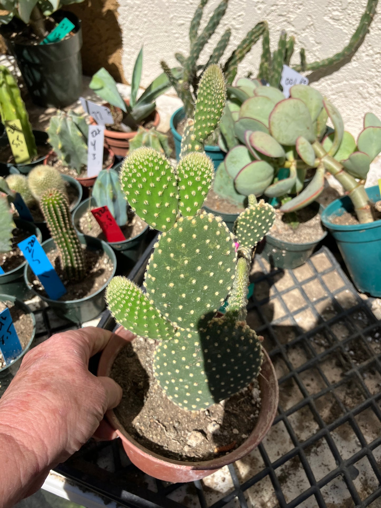 Opuntia microdasys Off White Bunny 8"Tall #6G