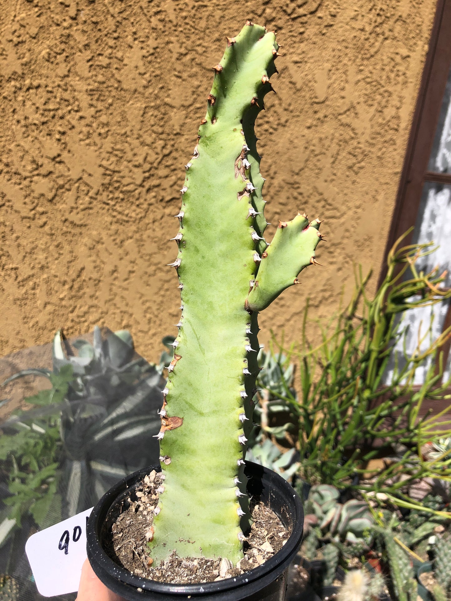 Euphorbia resinifera Moroccan Mound 9"Tall #901W