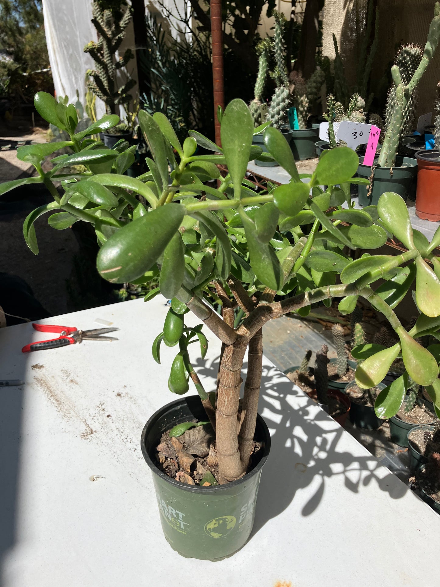 Crassula Ovata Money Jade 17”T 18”W #178B