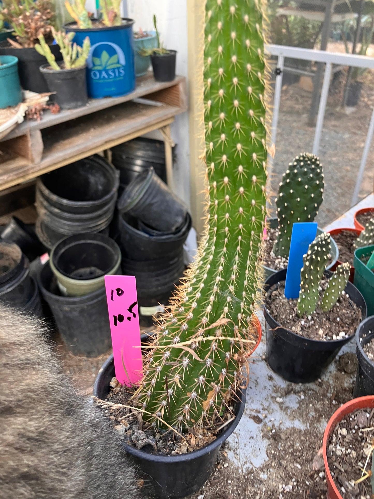 Golden Torch Cactus - Trichocereus spachianus 10.5”Tall #10P