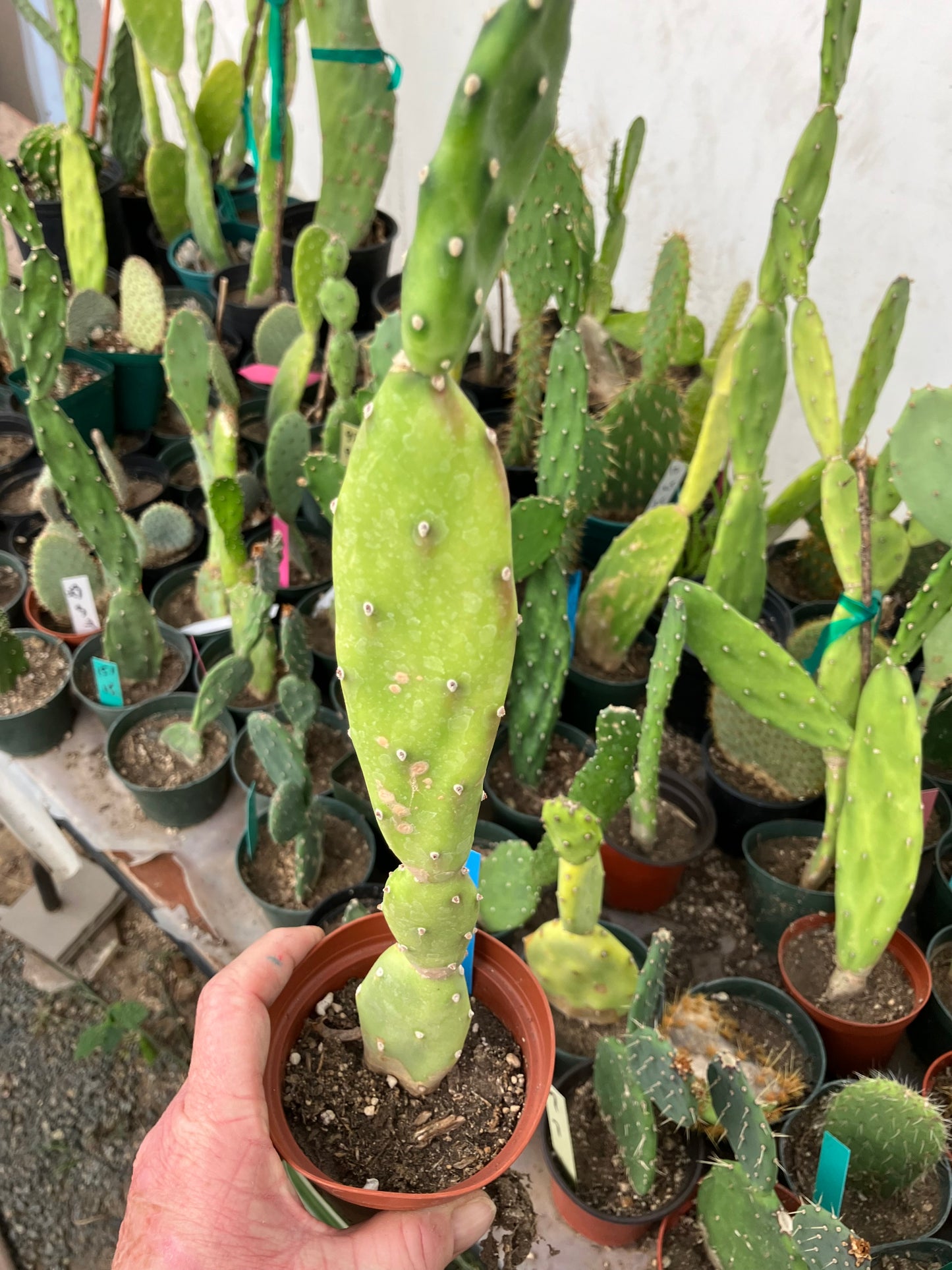 Opuntia canterae elata Ground Crawler 12"Tall #112B