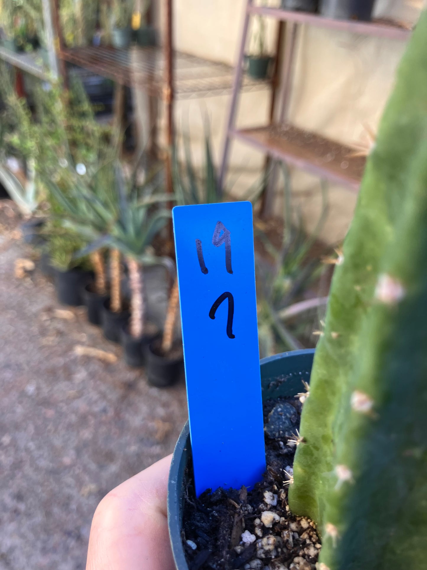 San Pedro Cactus - Trichocereus pachanoi 7"Tall #19B