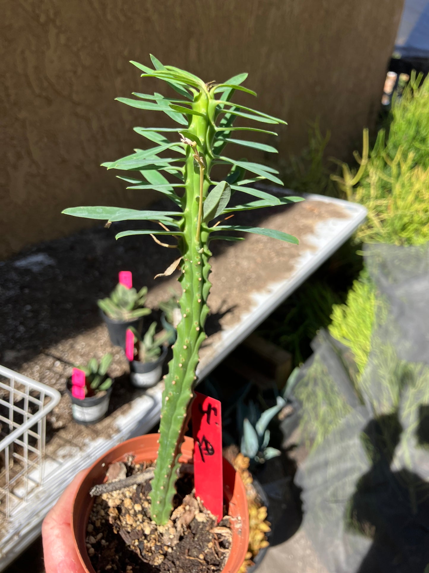 Euphorbia loricata African Palm Tree 10"Tall #4R