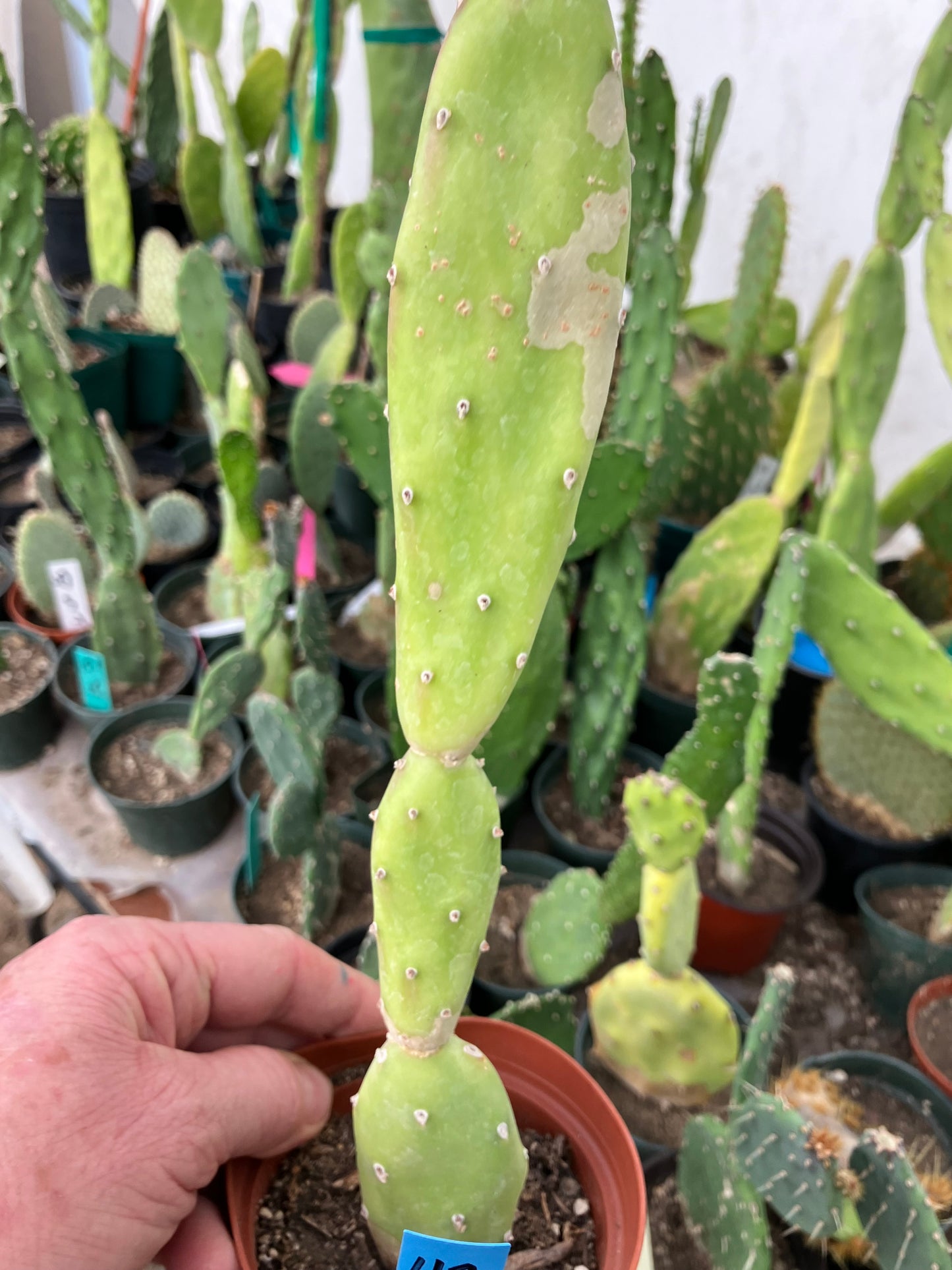 Opuntia canterae elata Ground Crawler 12"Tall #112B