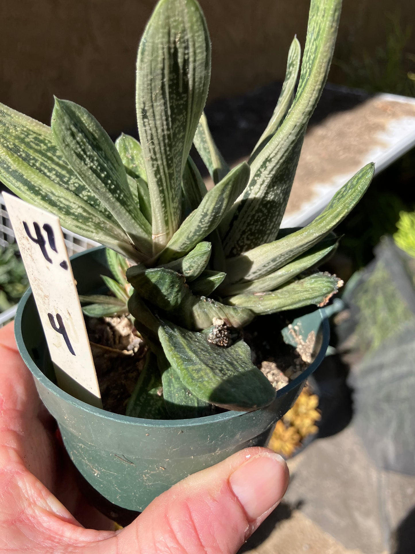 Gasteria Succulent Little Warty 4”Wide #4W