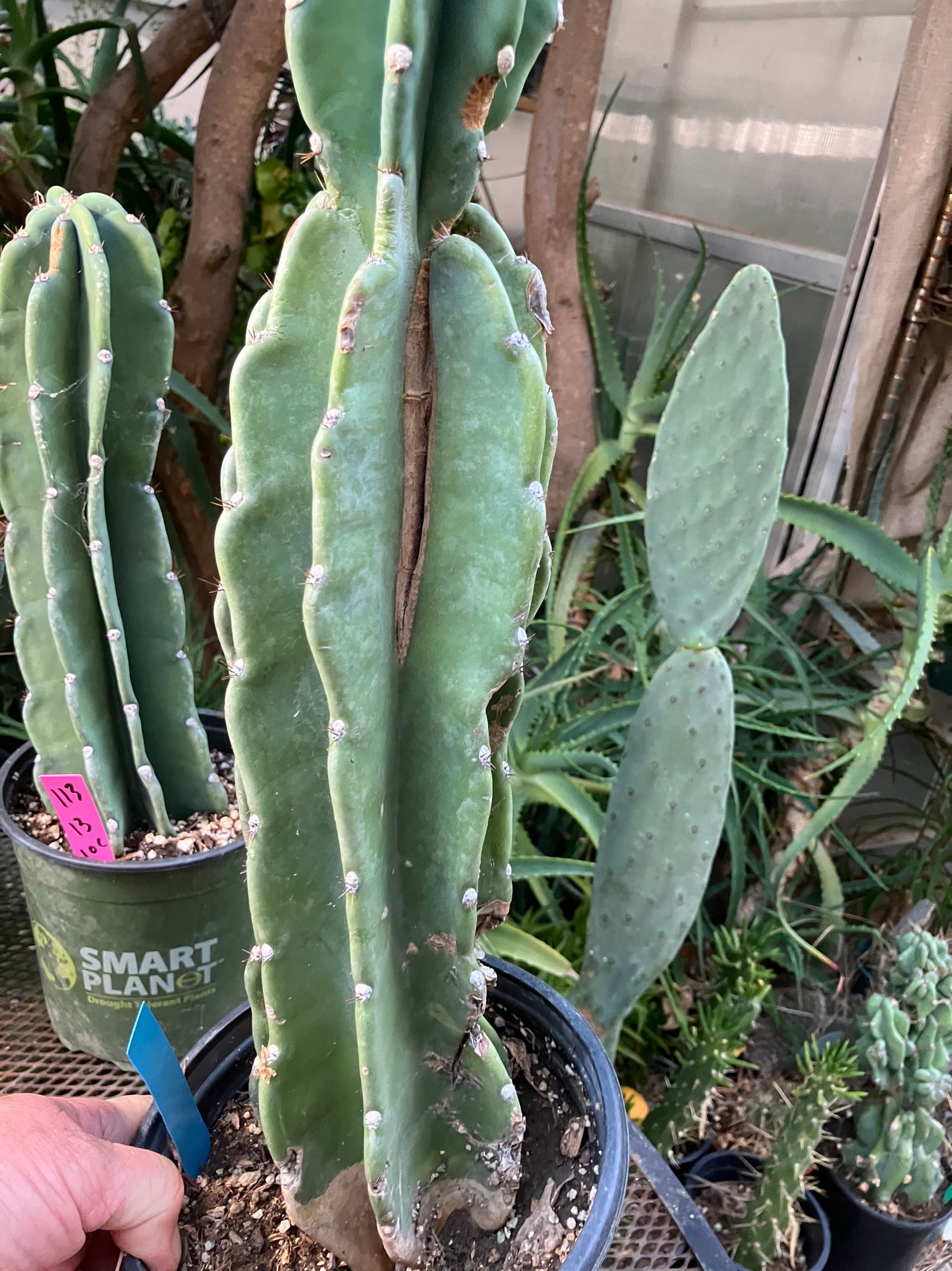 Cereus Peruvianus Night Blooming 17"Tall #117B