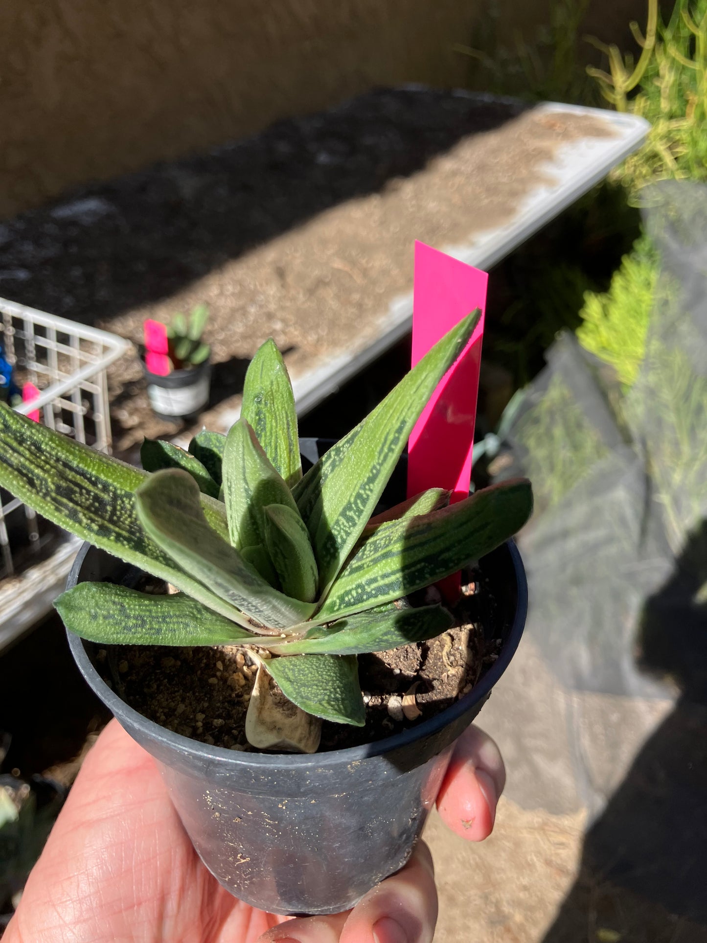 Gasteria Succulent Little Warty 4”Wide #47P