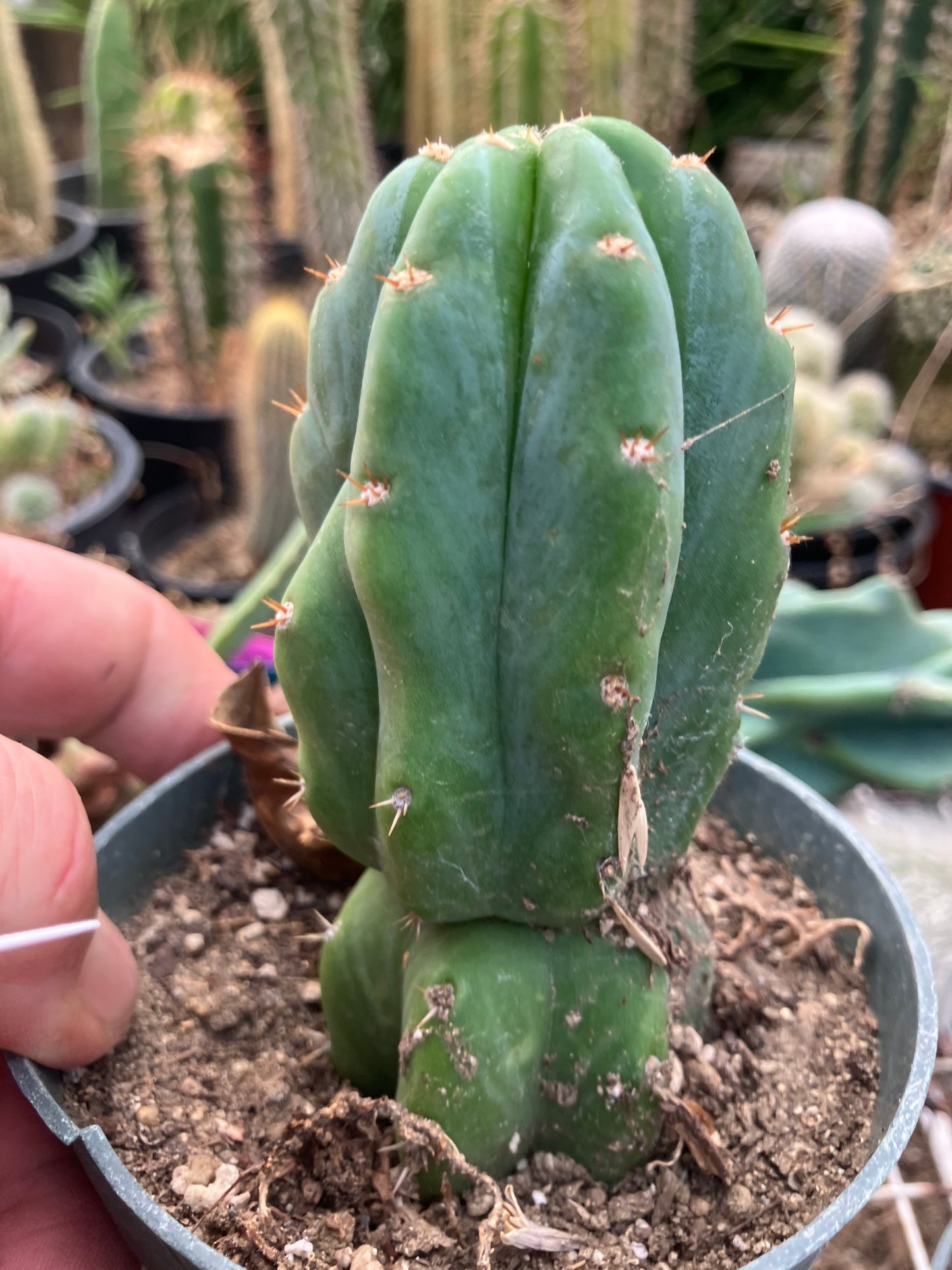 San Pedro Cactus - Trichocereus pachanoi 4" Tall #40W