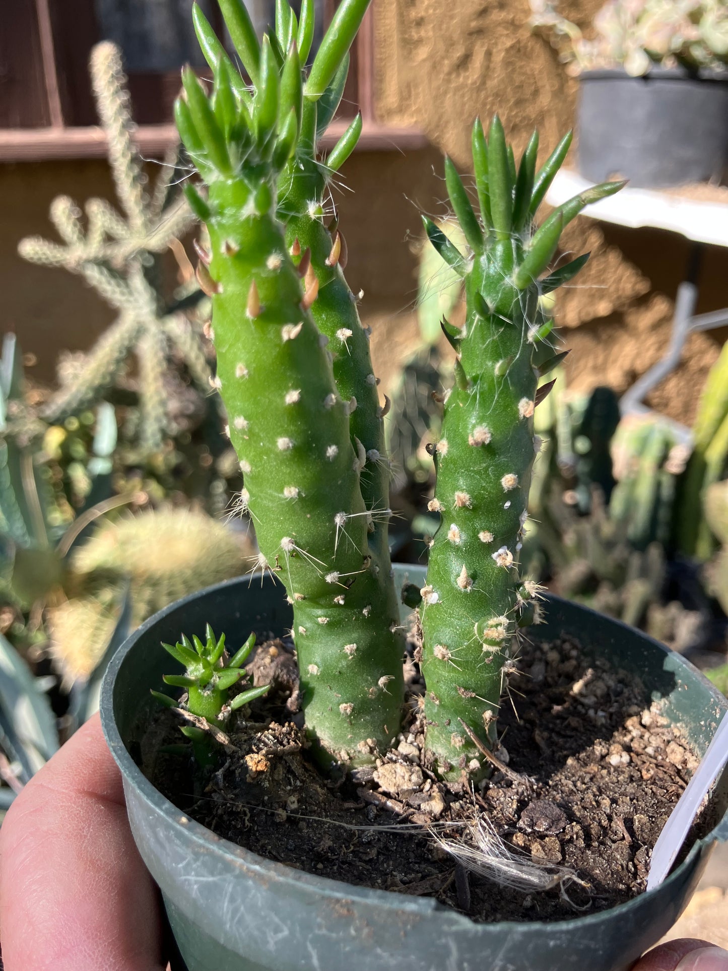 Austrocylindropuntia Cactus Gumbi Mini Eve's Needle 3.5"Tall #500W