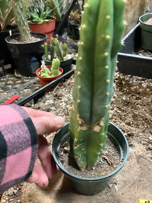 San Pedro Cactus - Trichocereus pachanoi 8" Tall #8Y