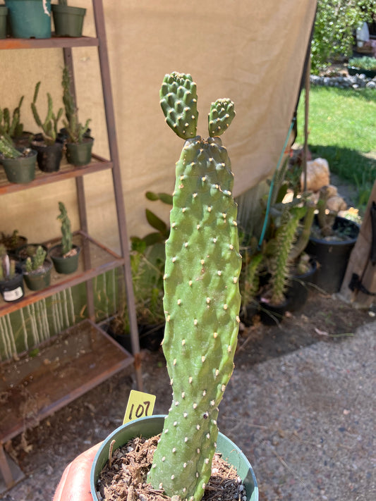 Opuntia Consolea rubescens Road Kill Cactus 10"Tall
